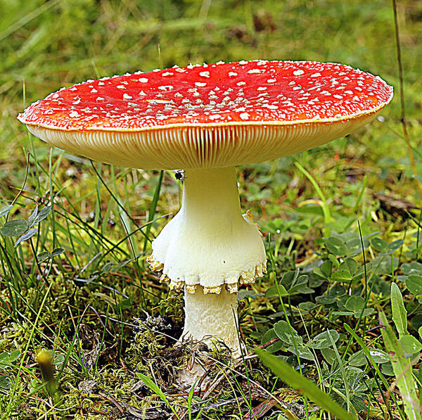 Foto