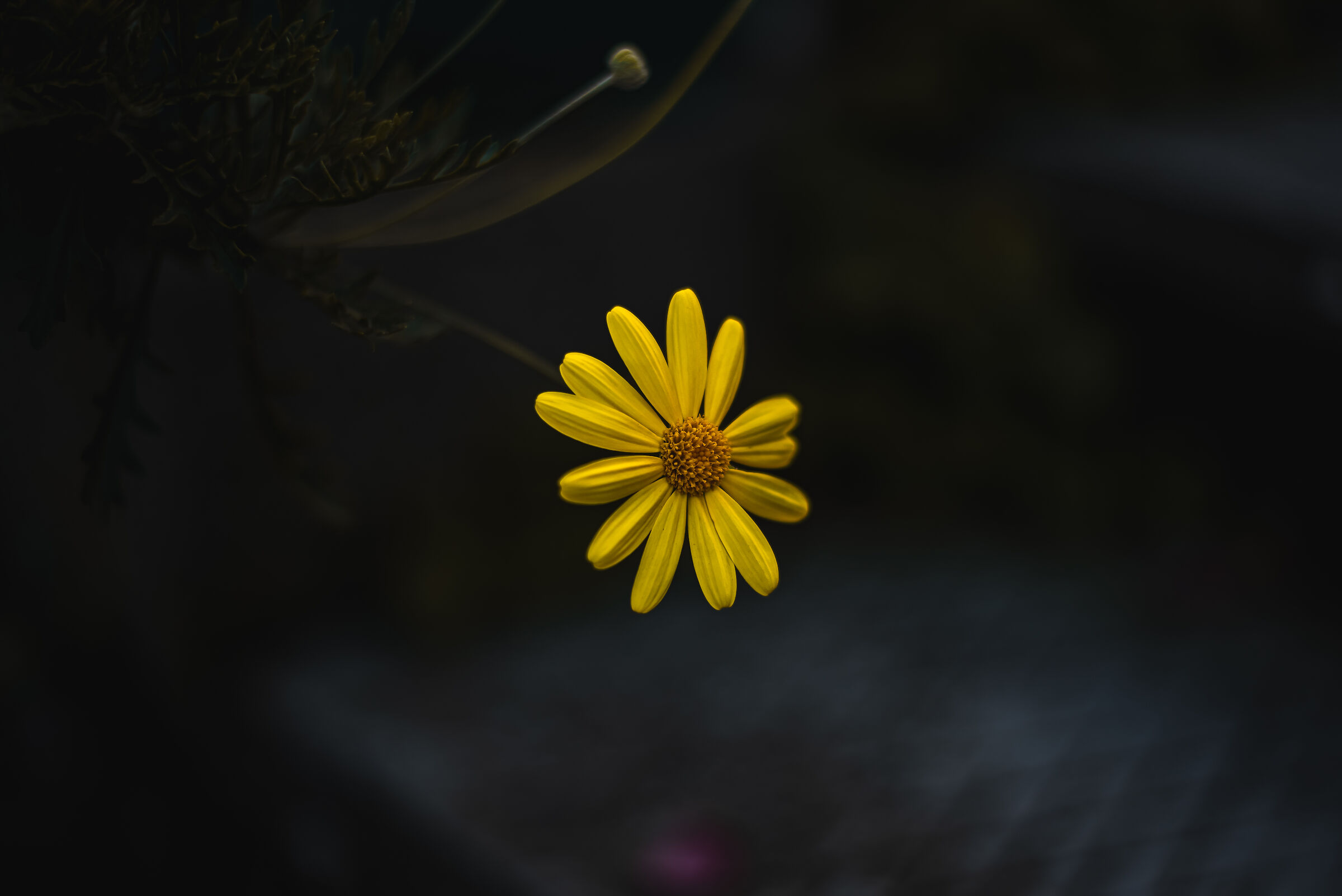 Yellow Flower