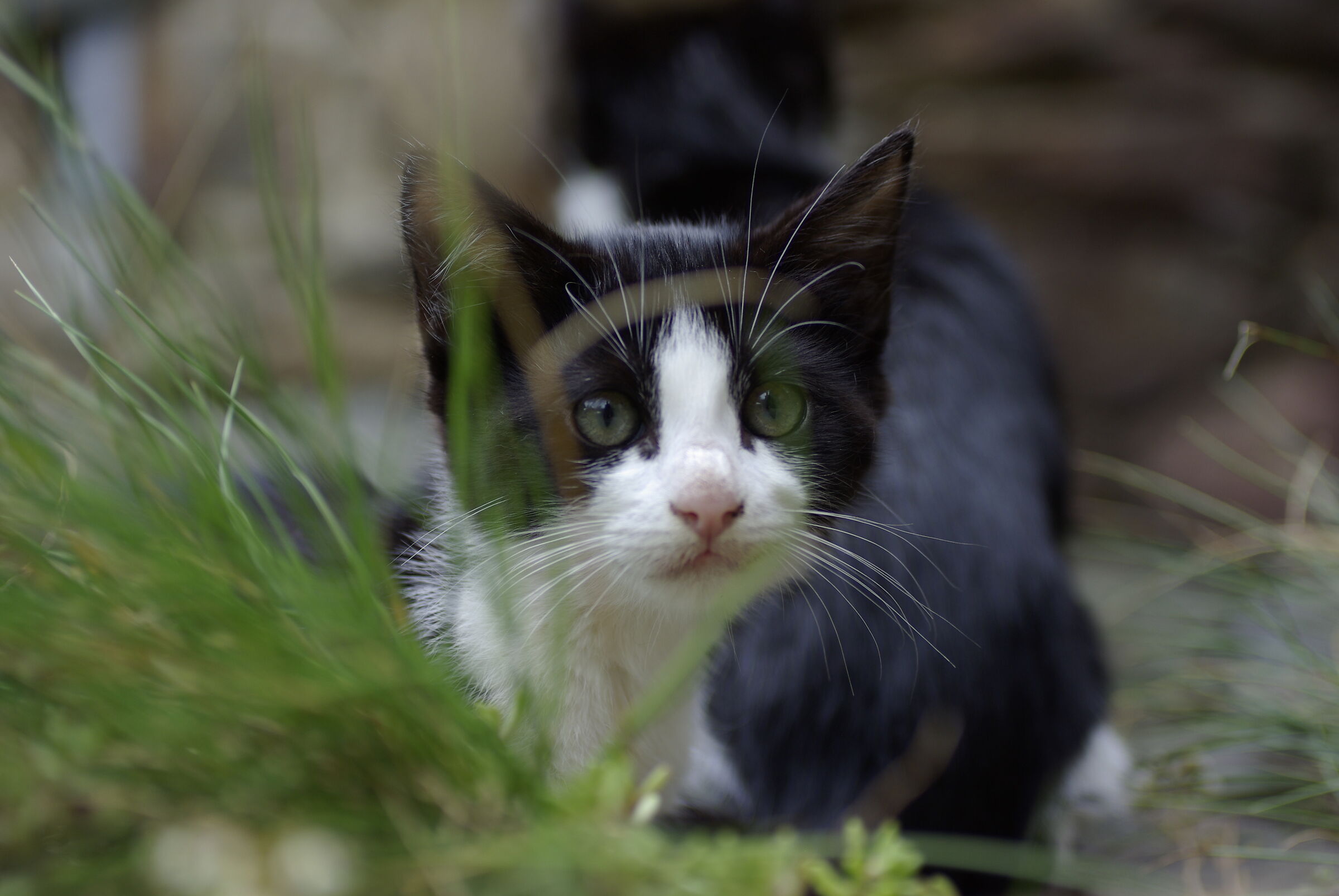 Mi è sembrato di vedere un gatto