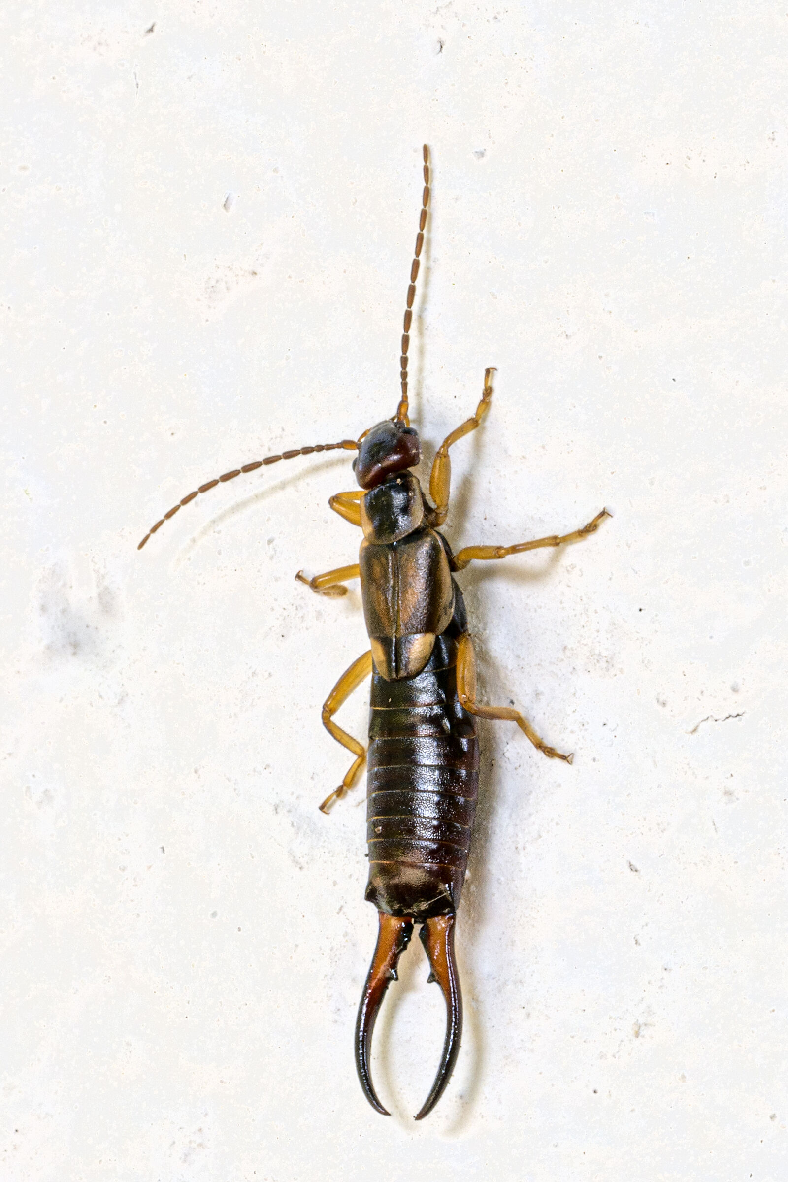 Forficula auricularia