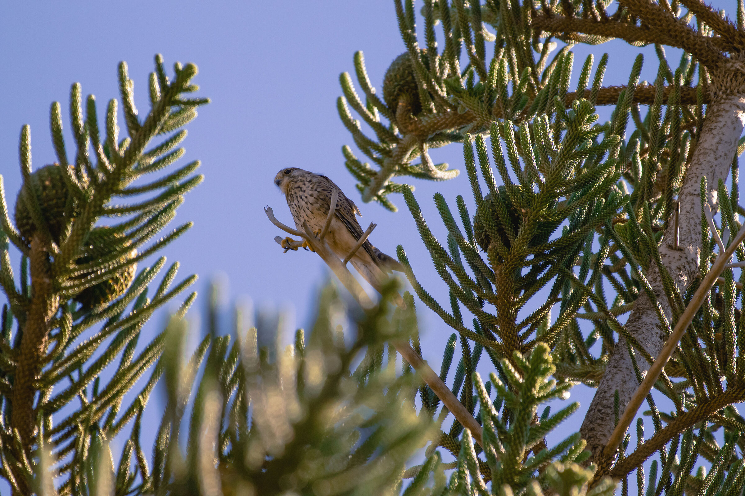 Il Gheppio in attesa