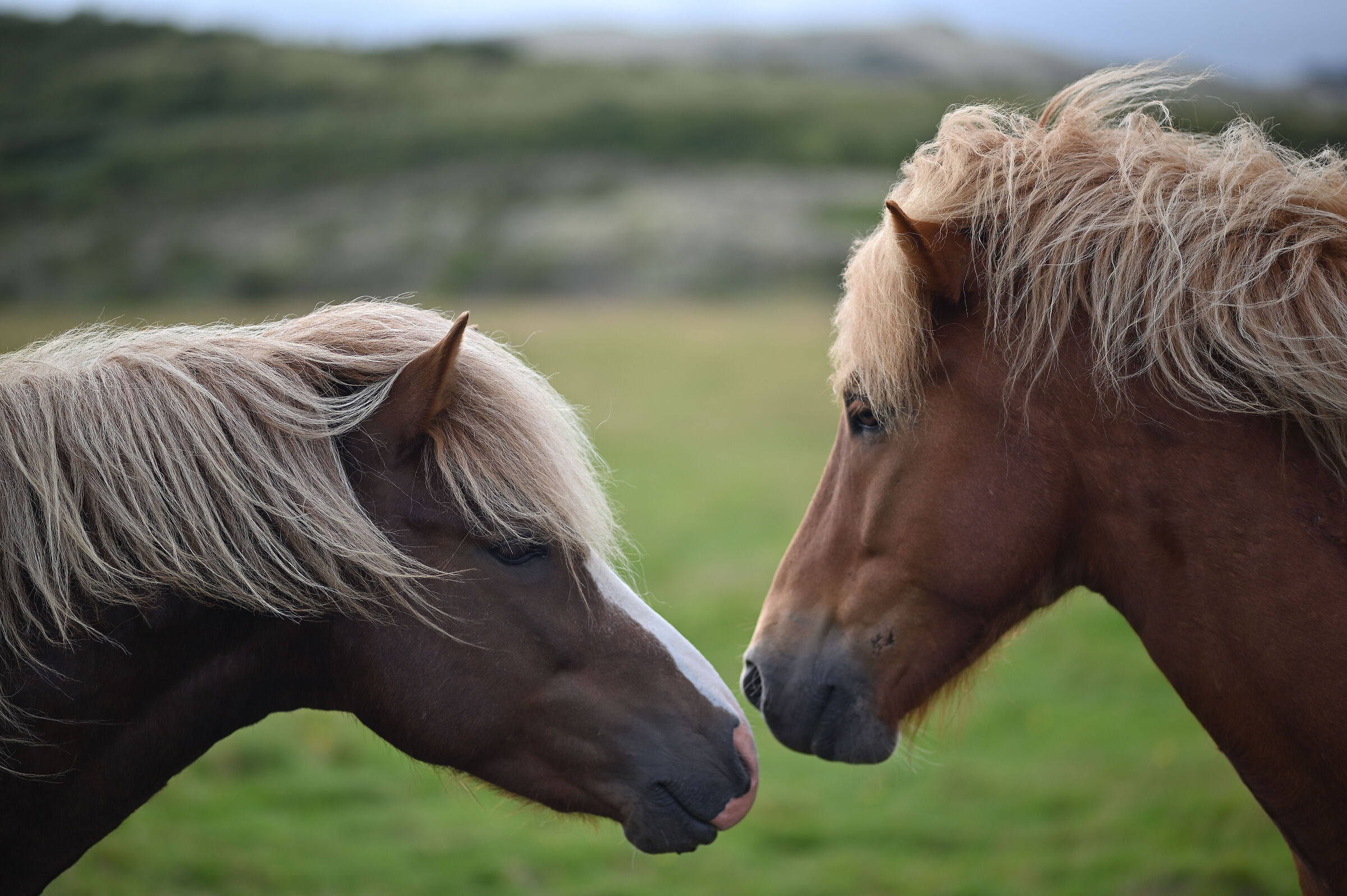 Islanda, Agosto 2023