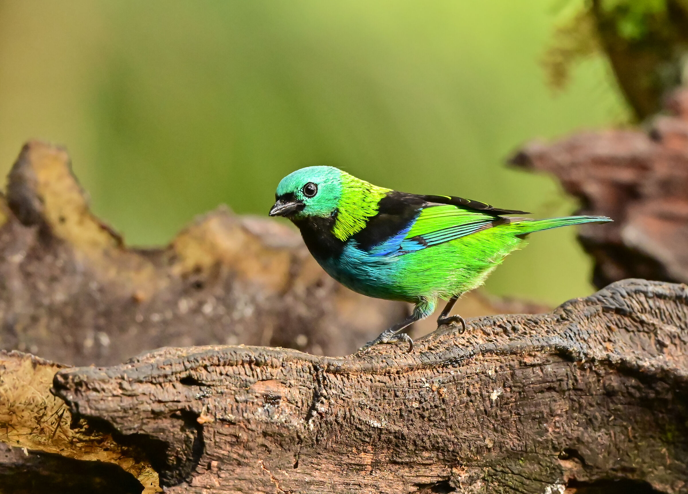 The seven colors of the tangara