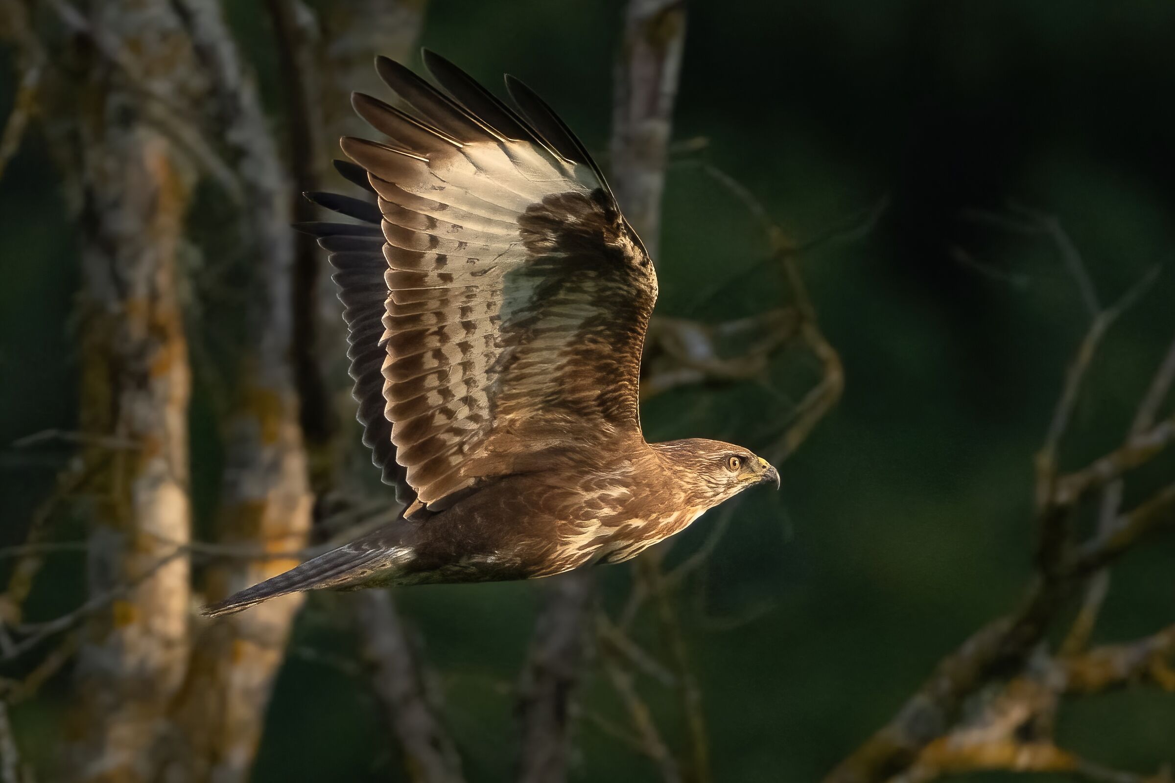 Flying through the foliage Buzzard (Buteo buteo)