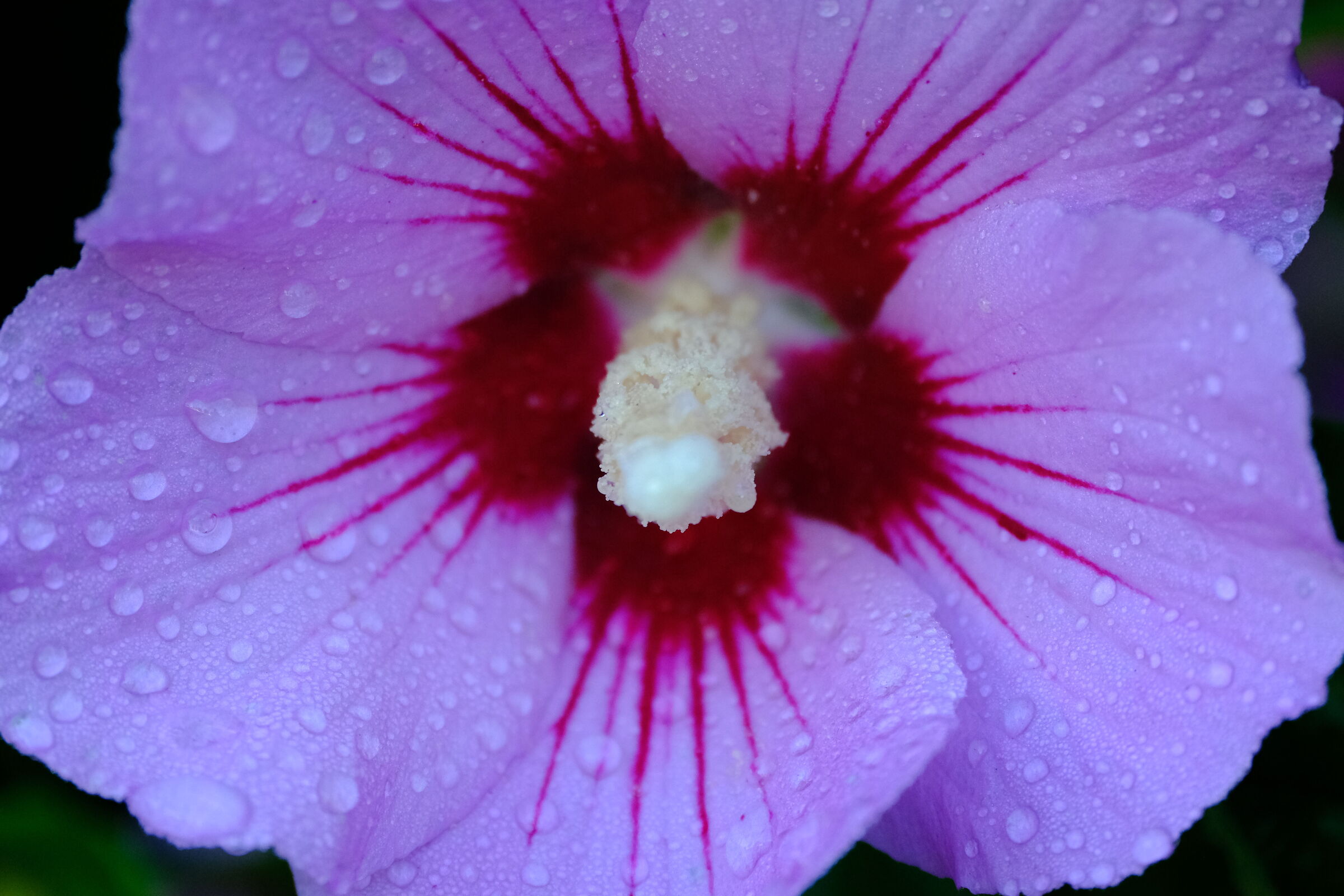Colori in natura