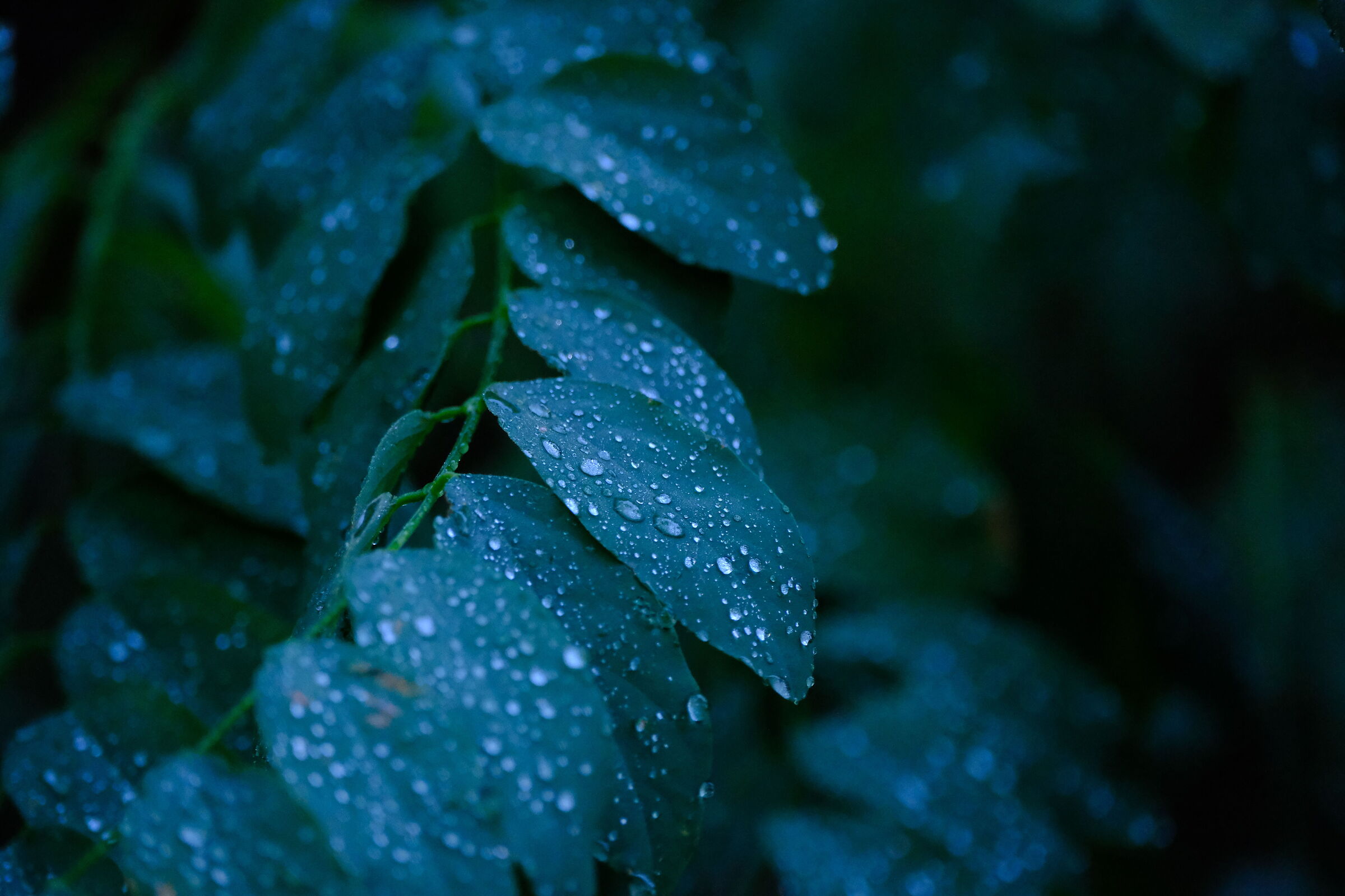 Morning Dew