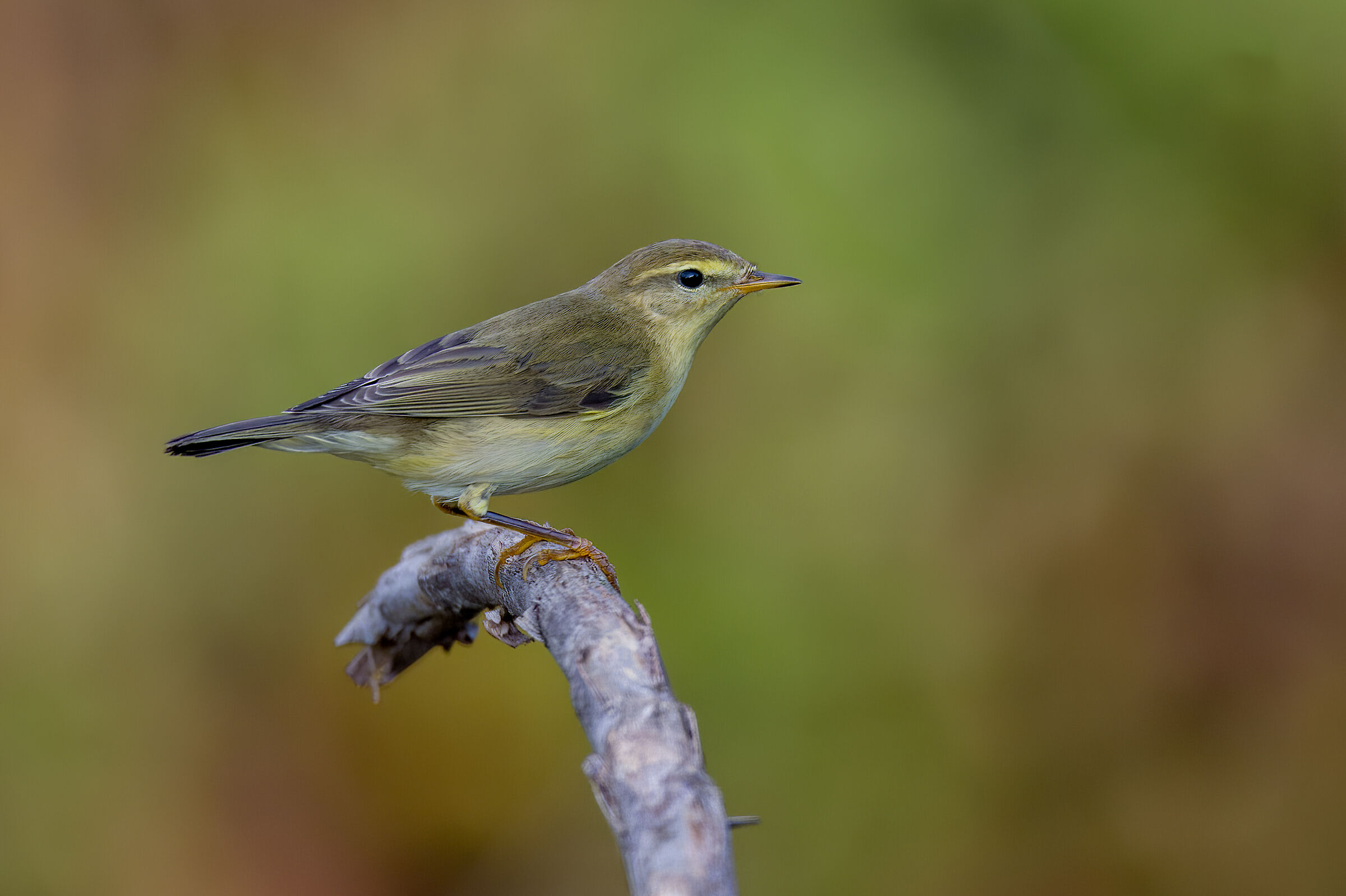 lui grosso(Phylloscopus trochilus)