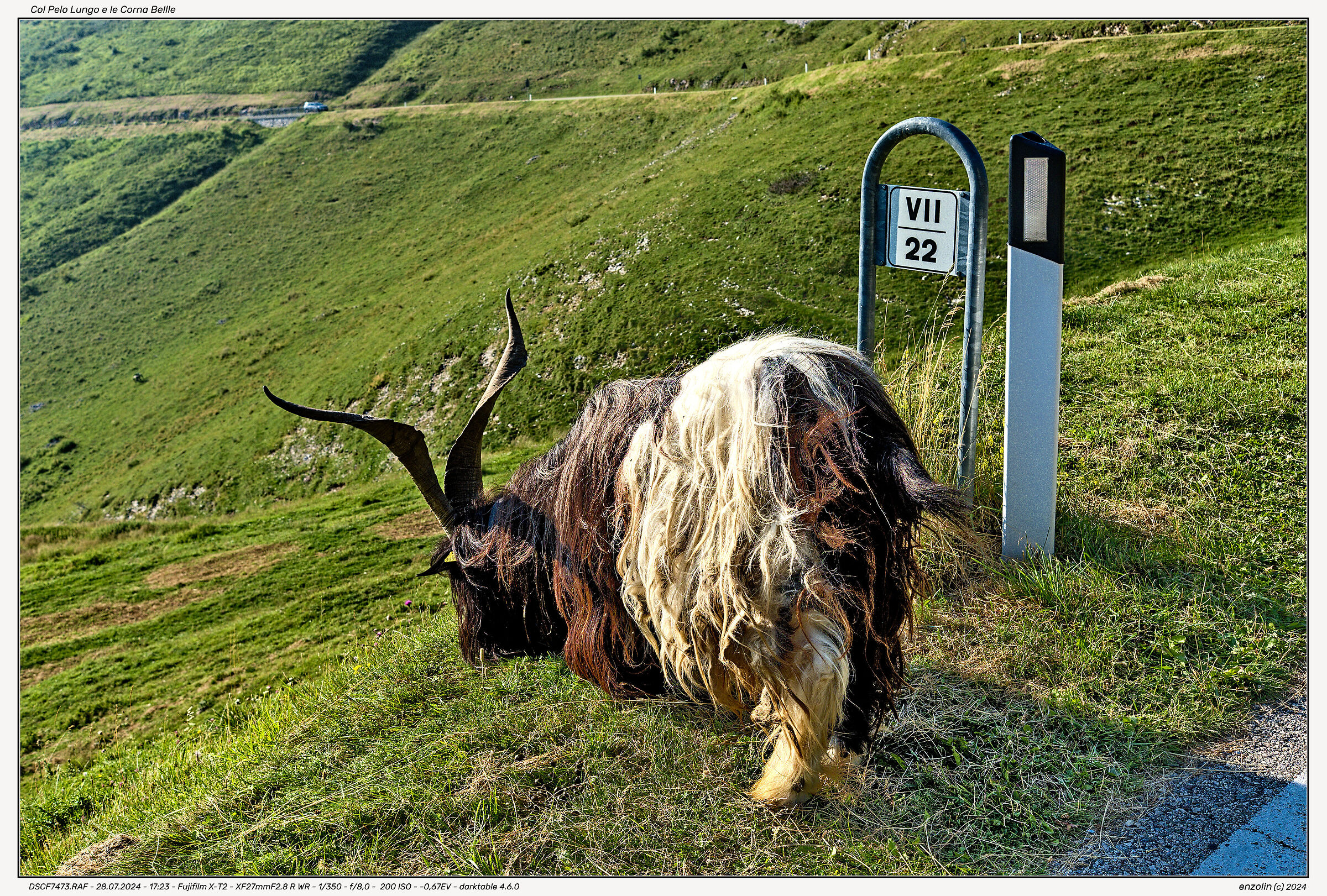 Long-Haired and Beautiful Horns