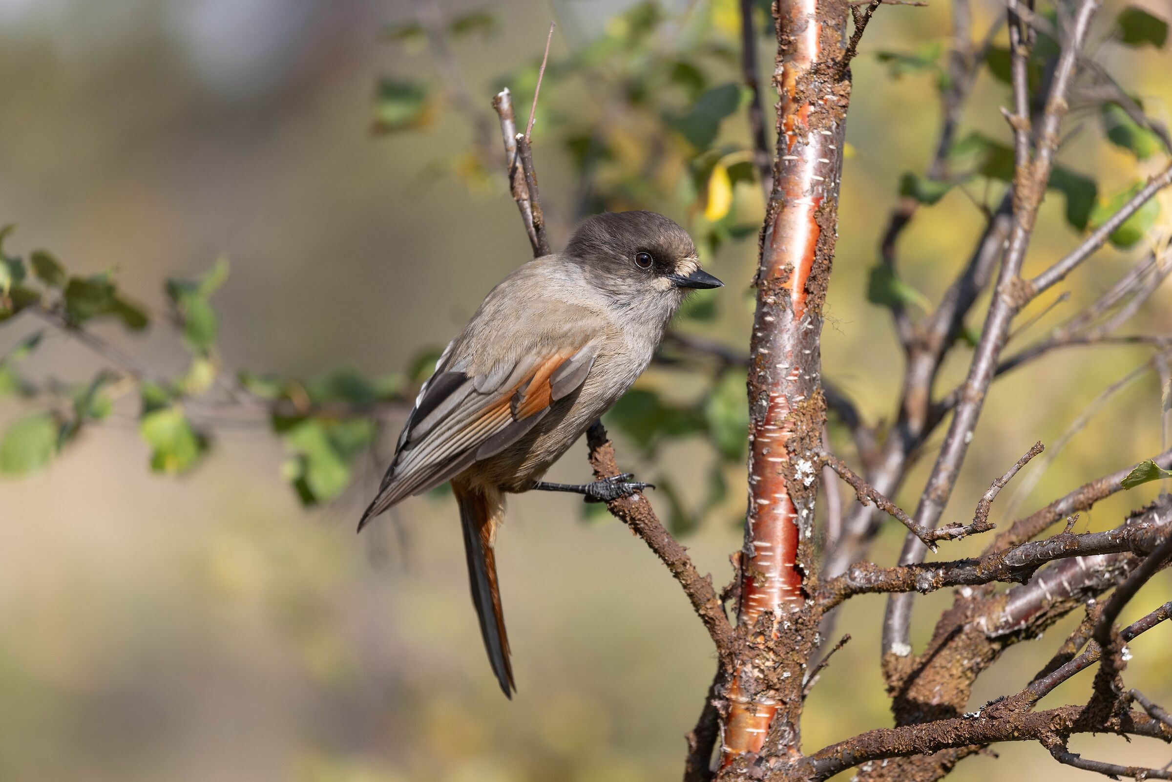 Portrait of Finnish Siberian jay