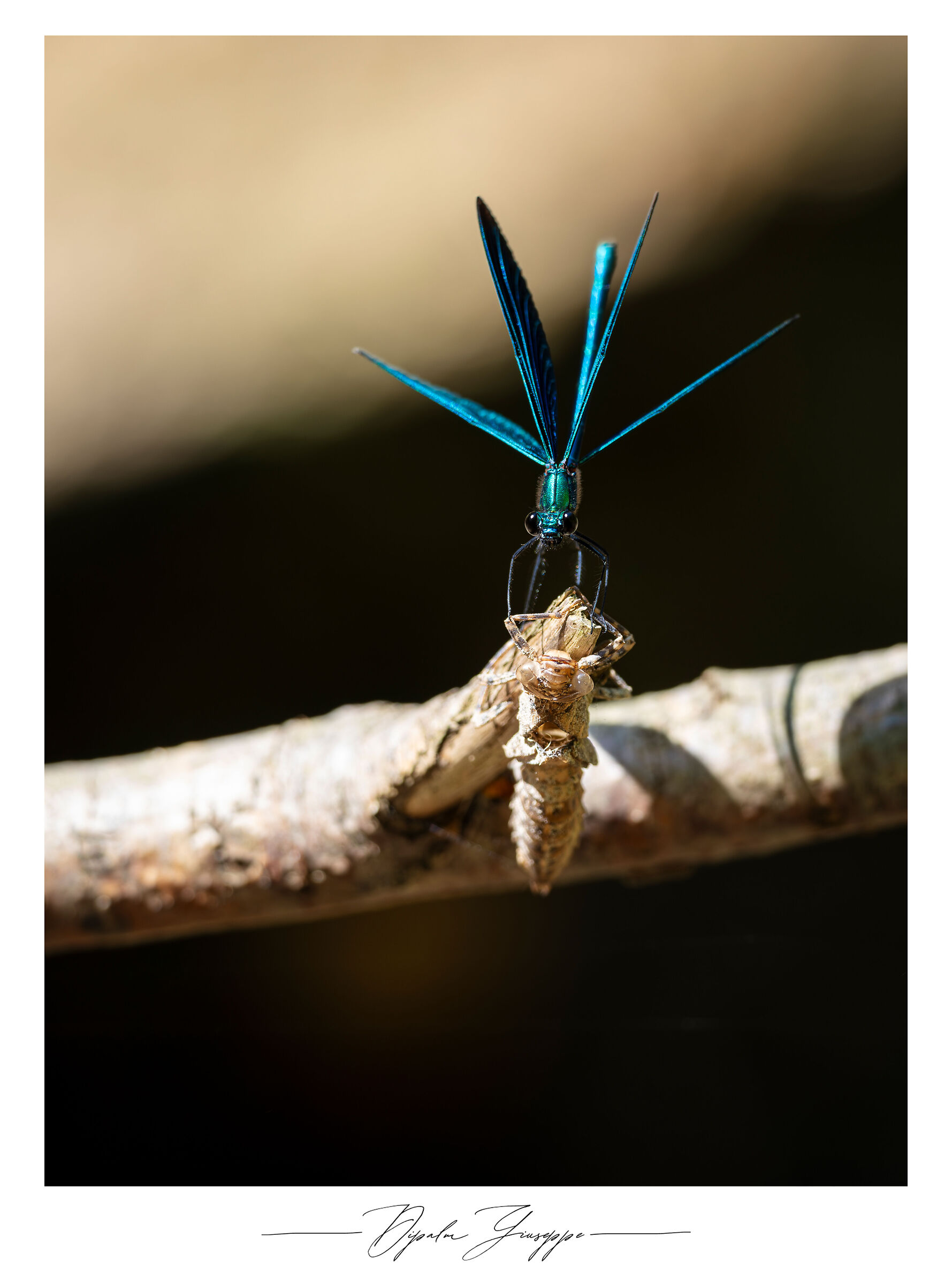 Calopteryx virgo