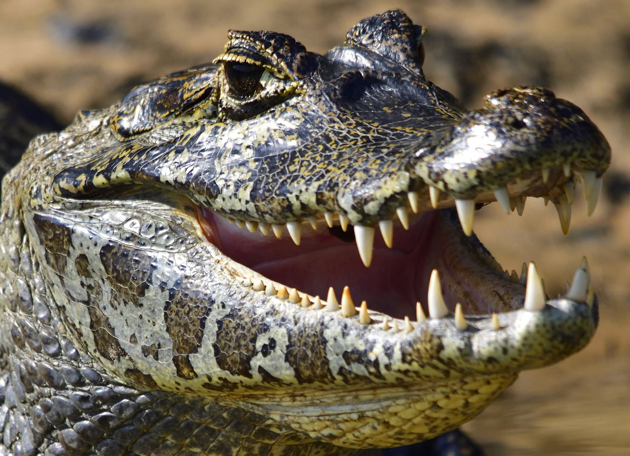 Pantanal