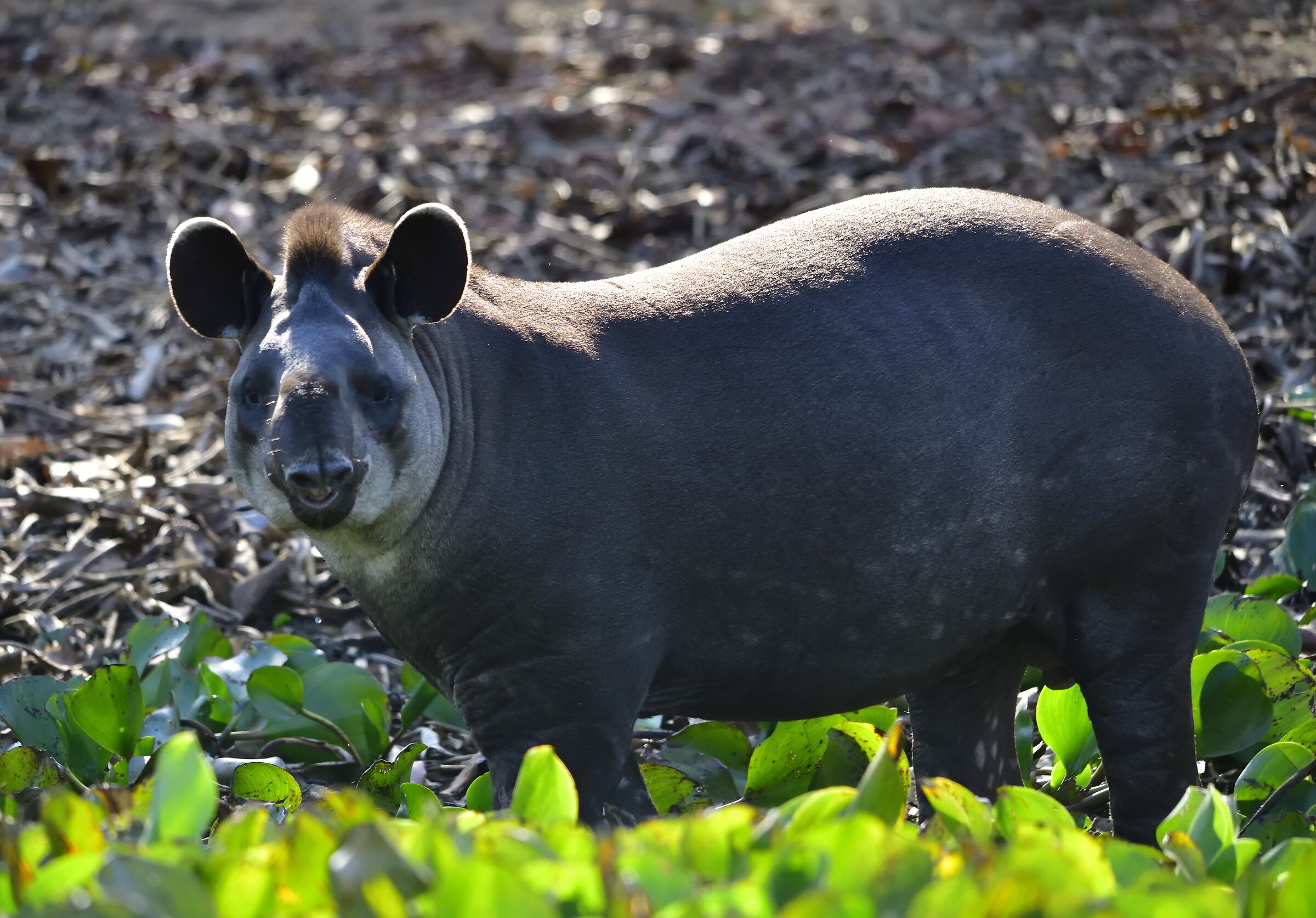 Pantanal