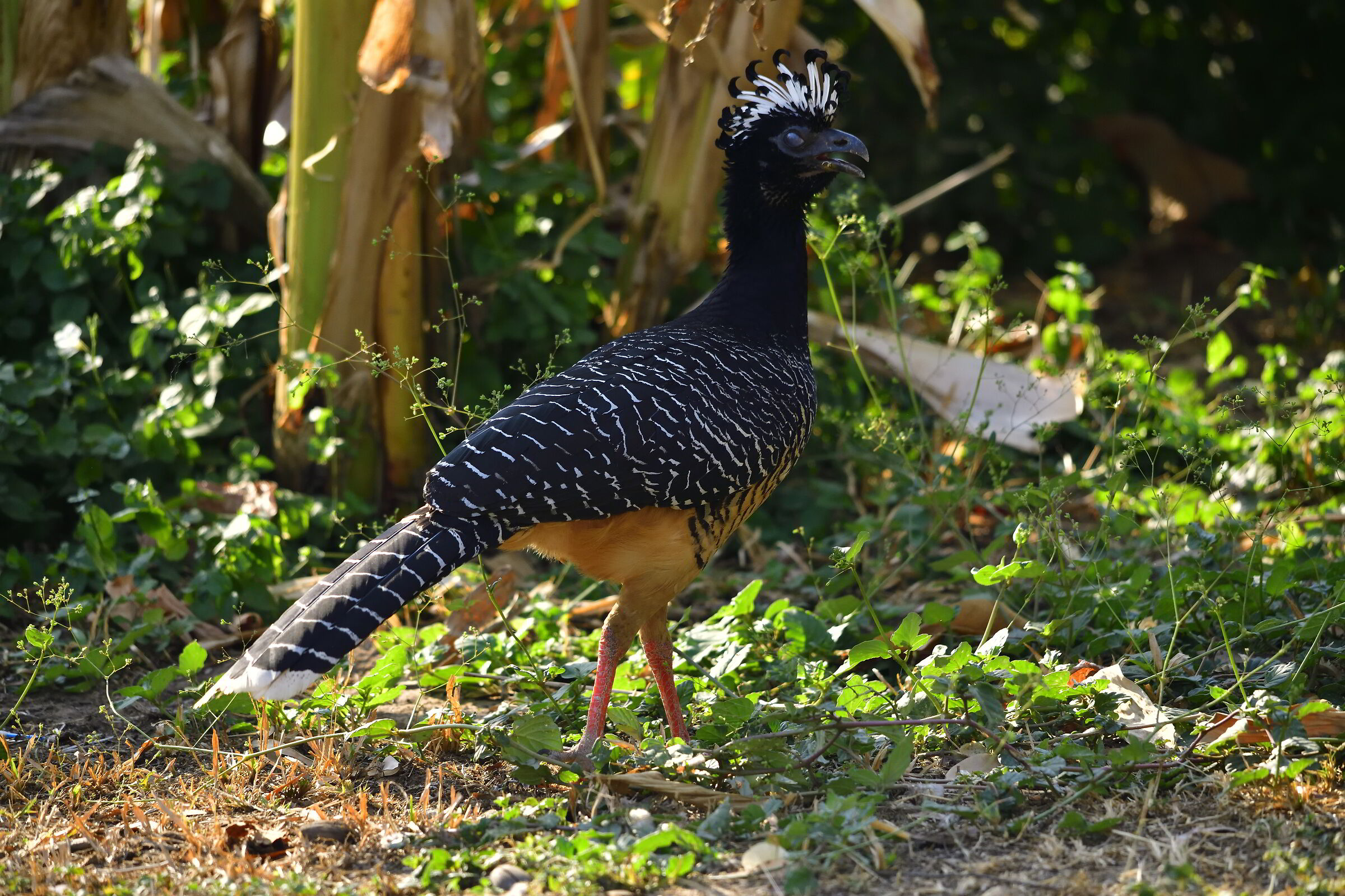 Pantanal