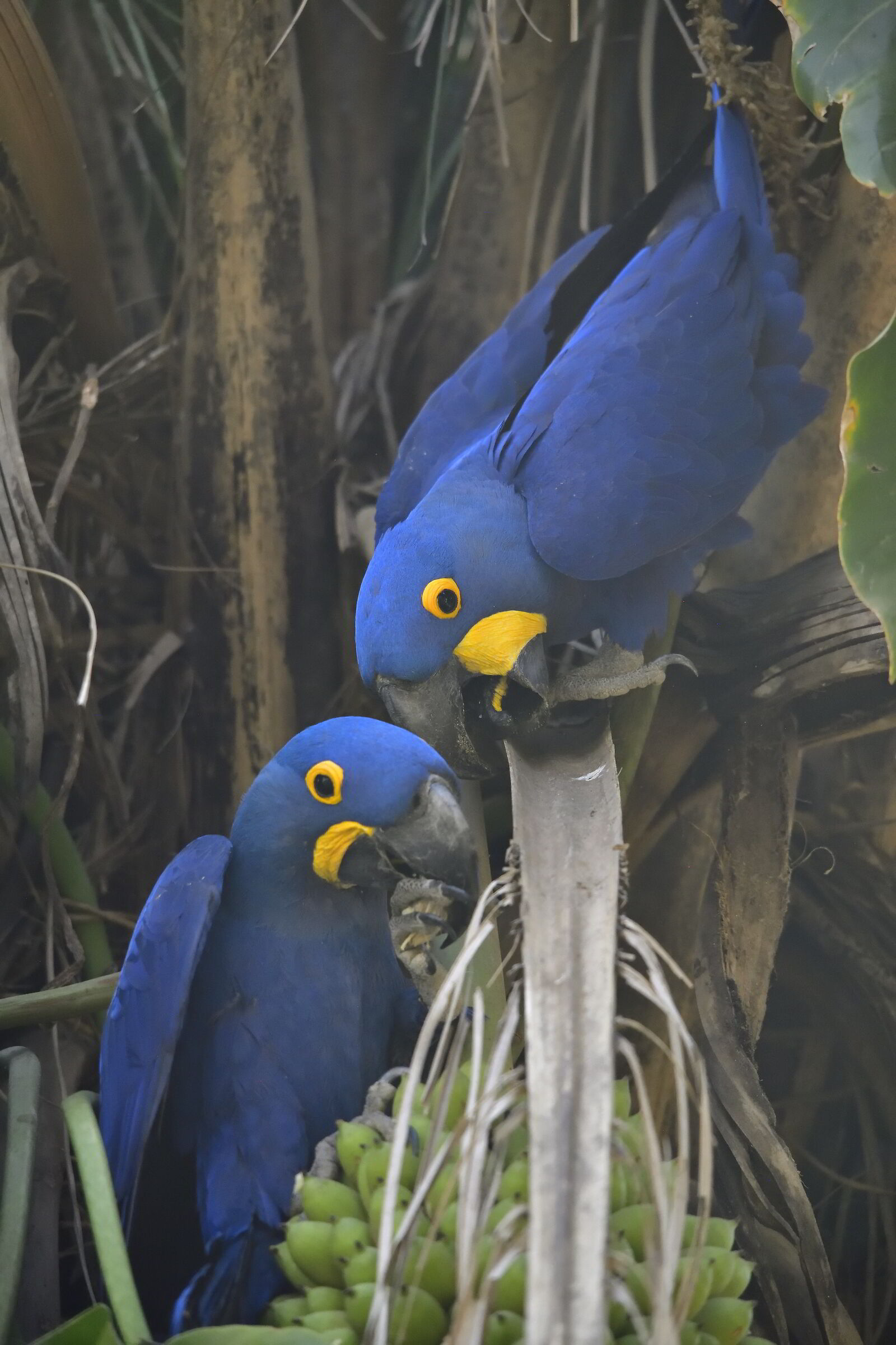 Pantanal
