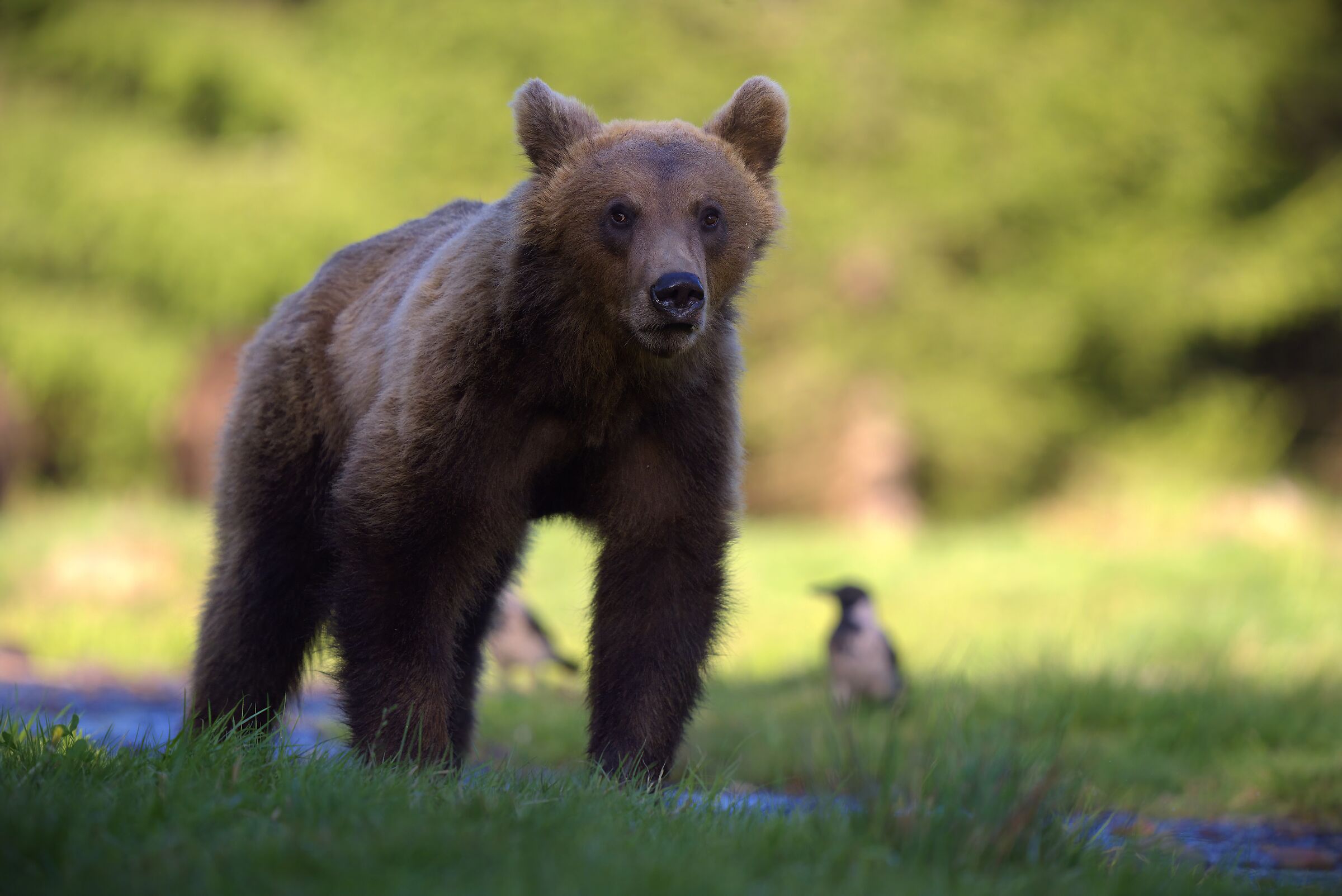 bear