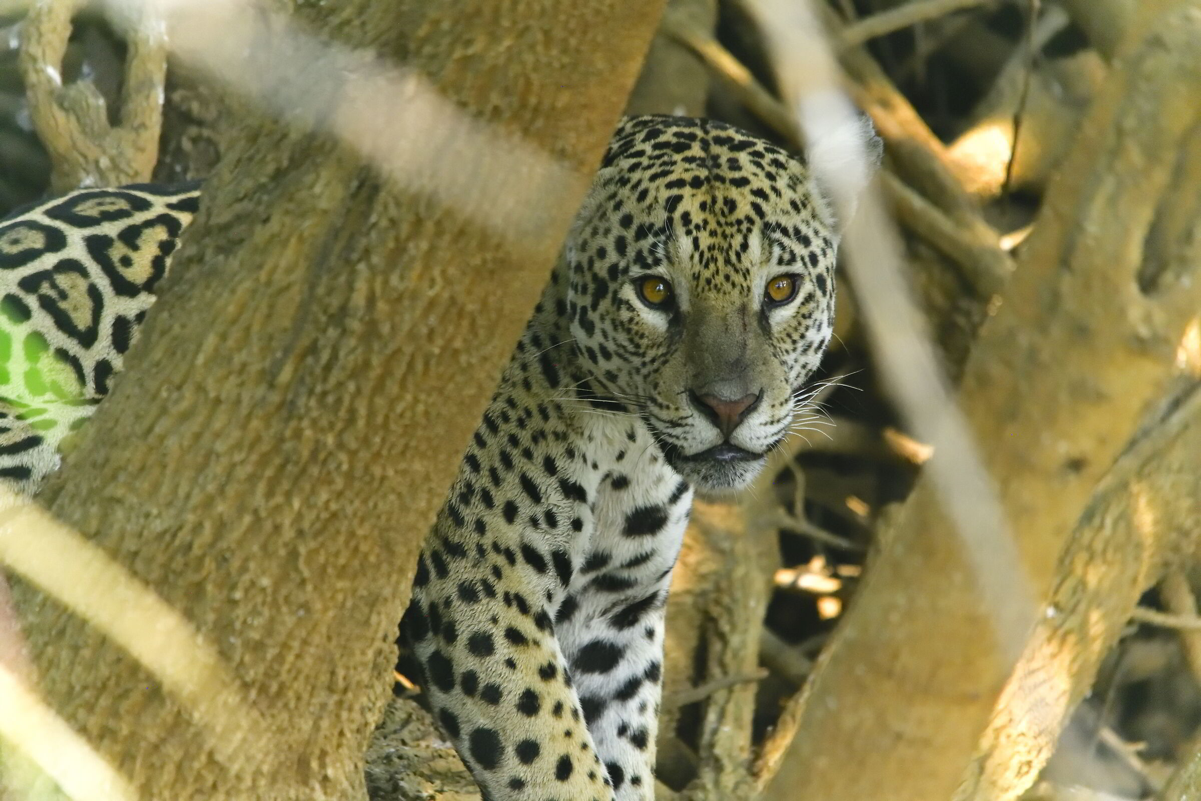 Pantanal