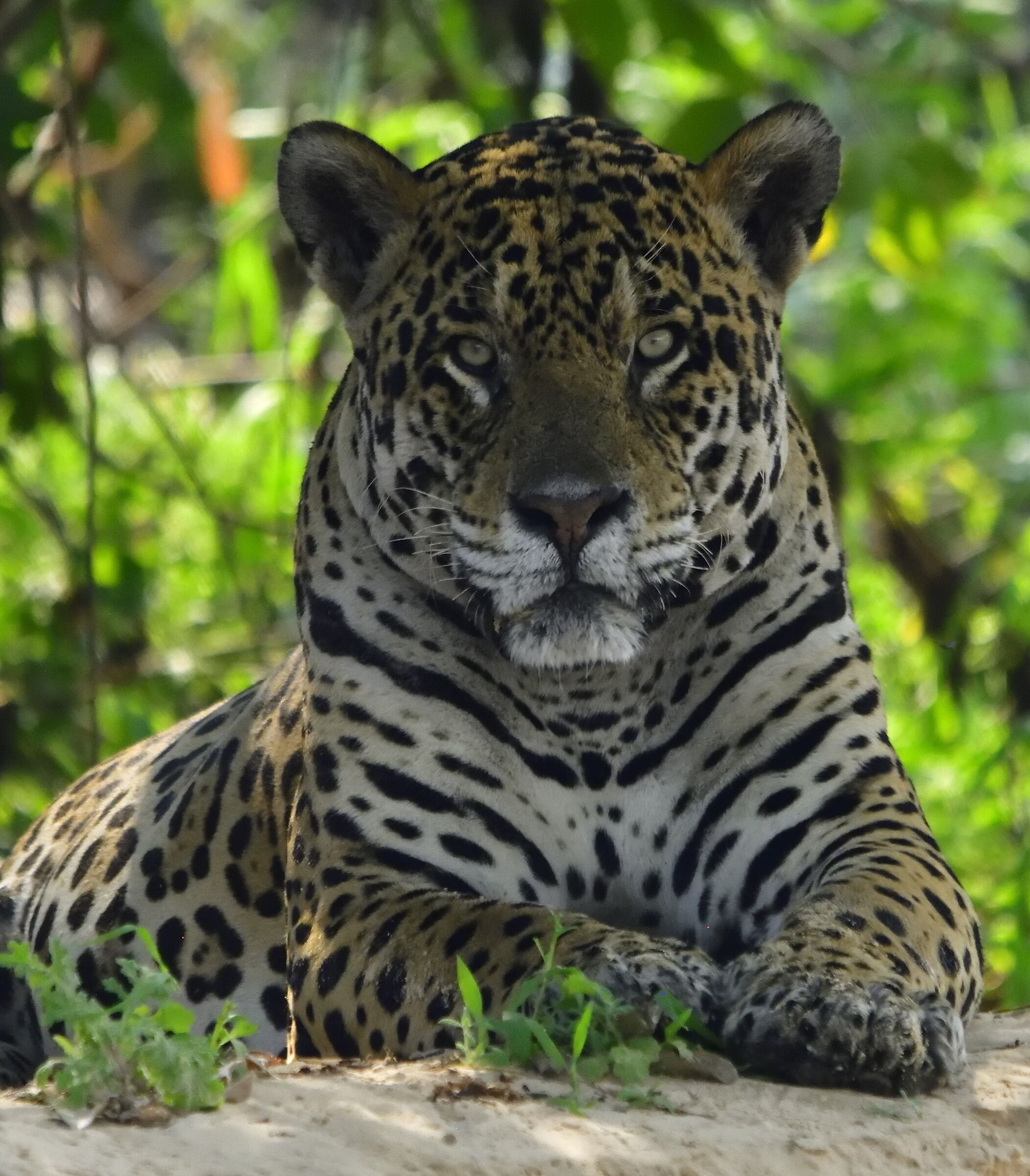 Pantanal