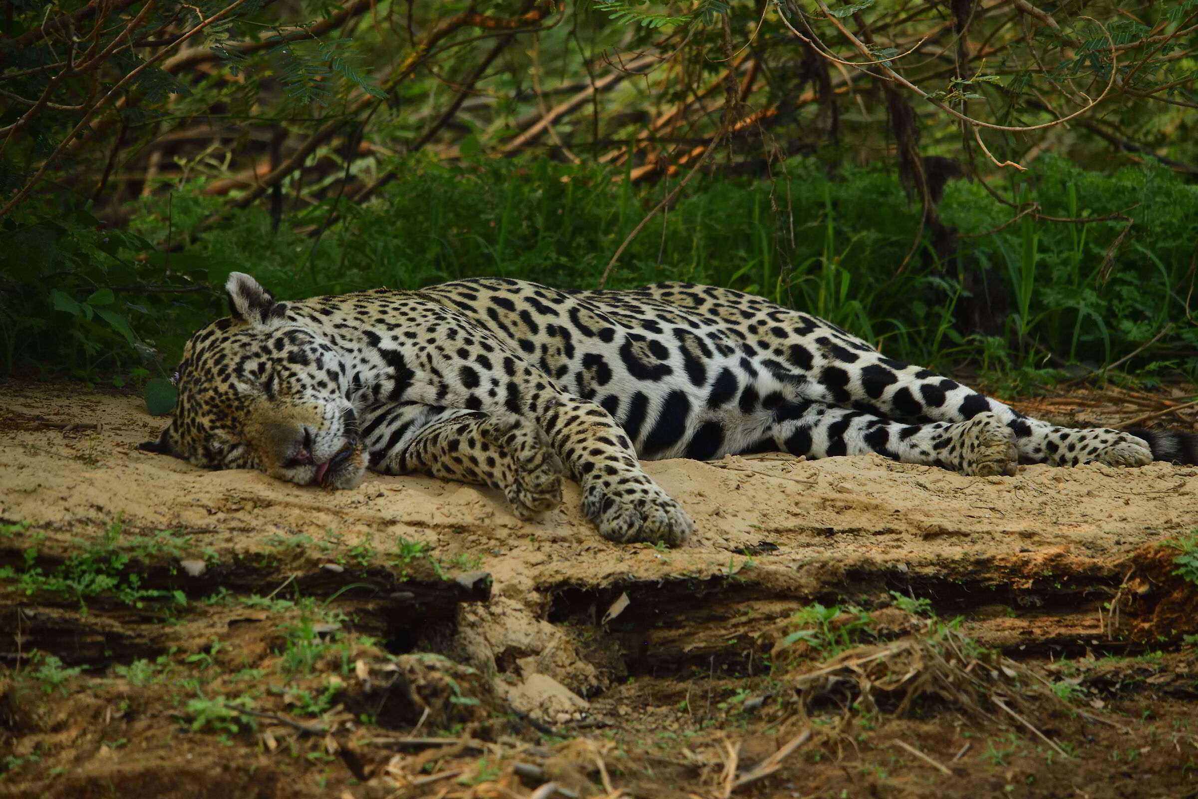 Pantanal