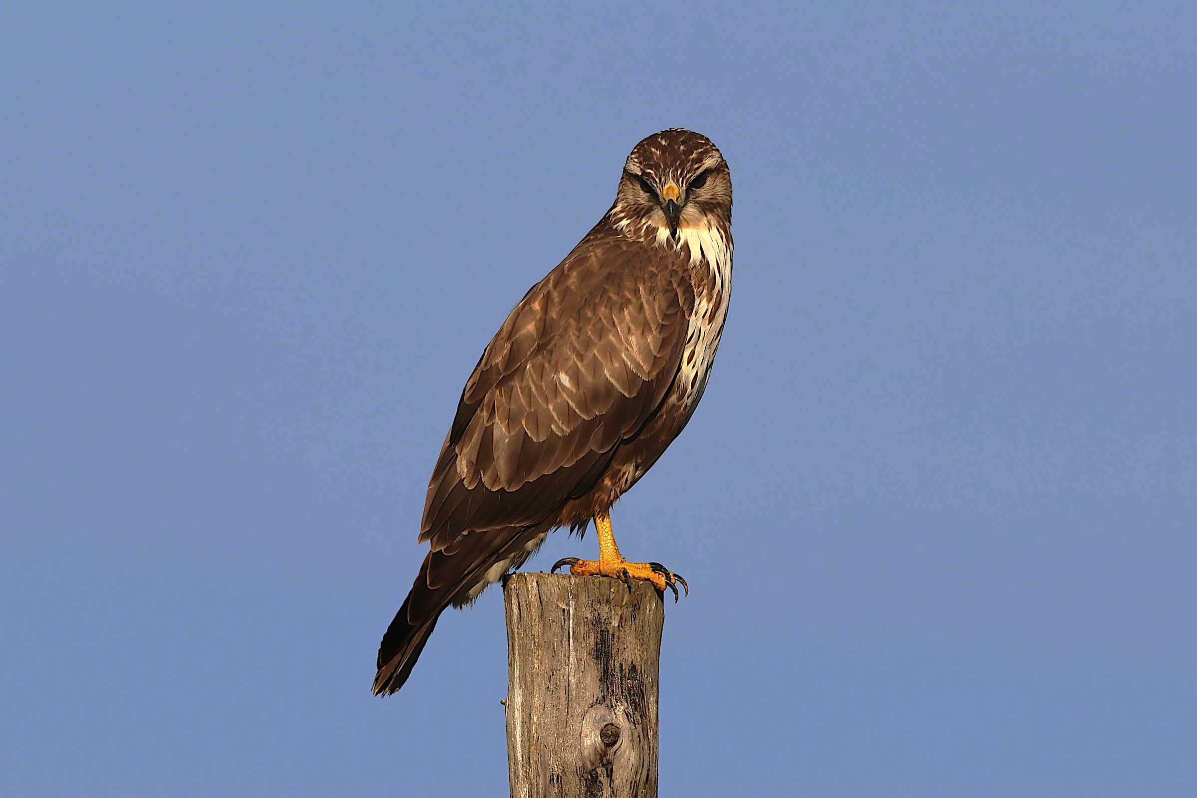 Buzzard in stakeout