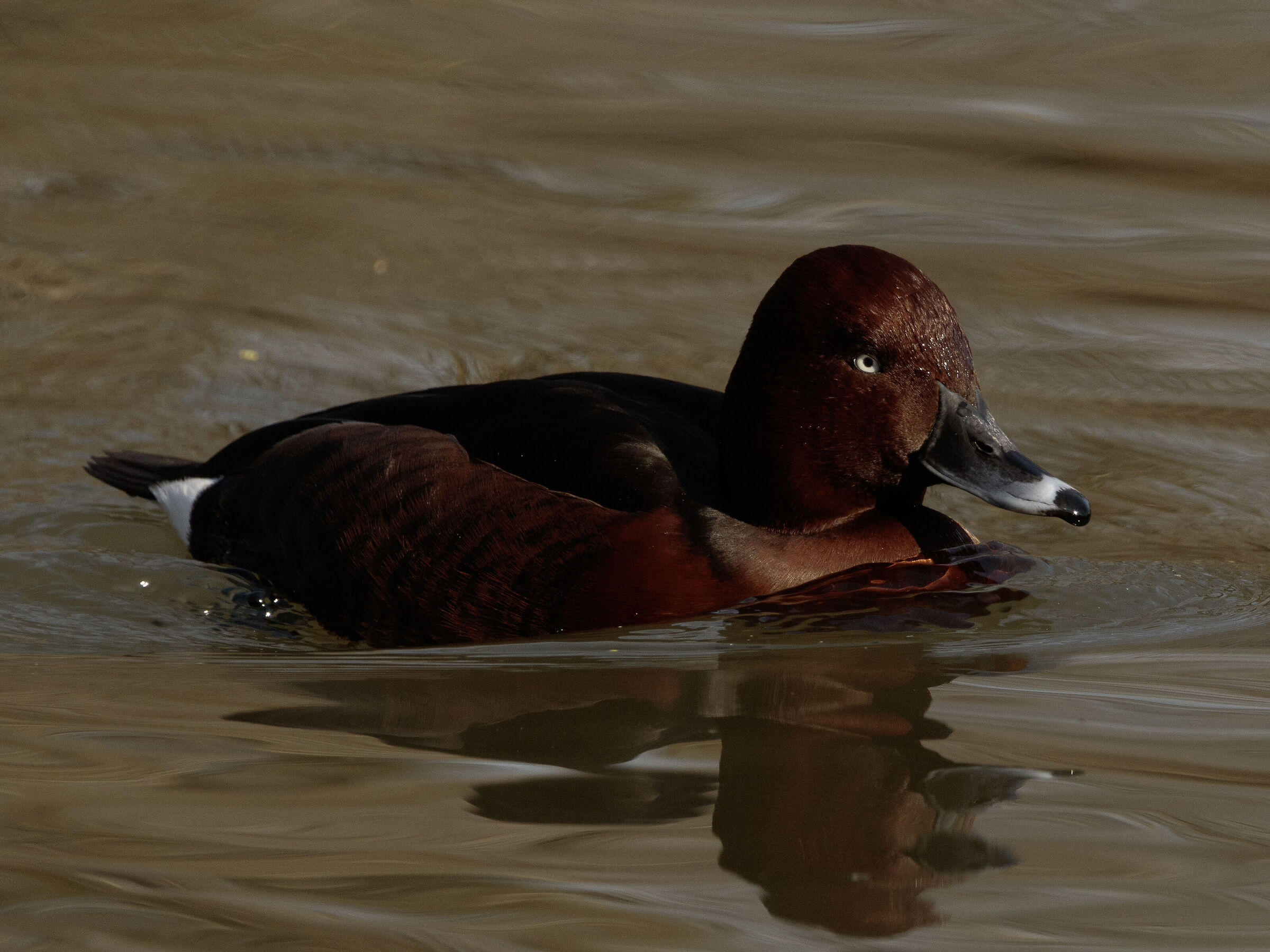 Ferruginous Duck Legnano MI 14/03/2024