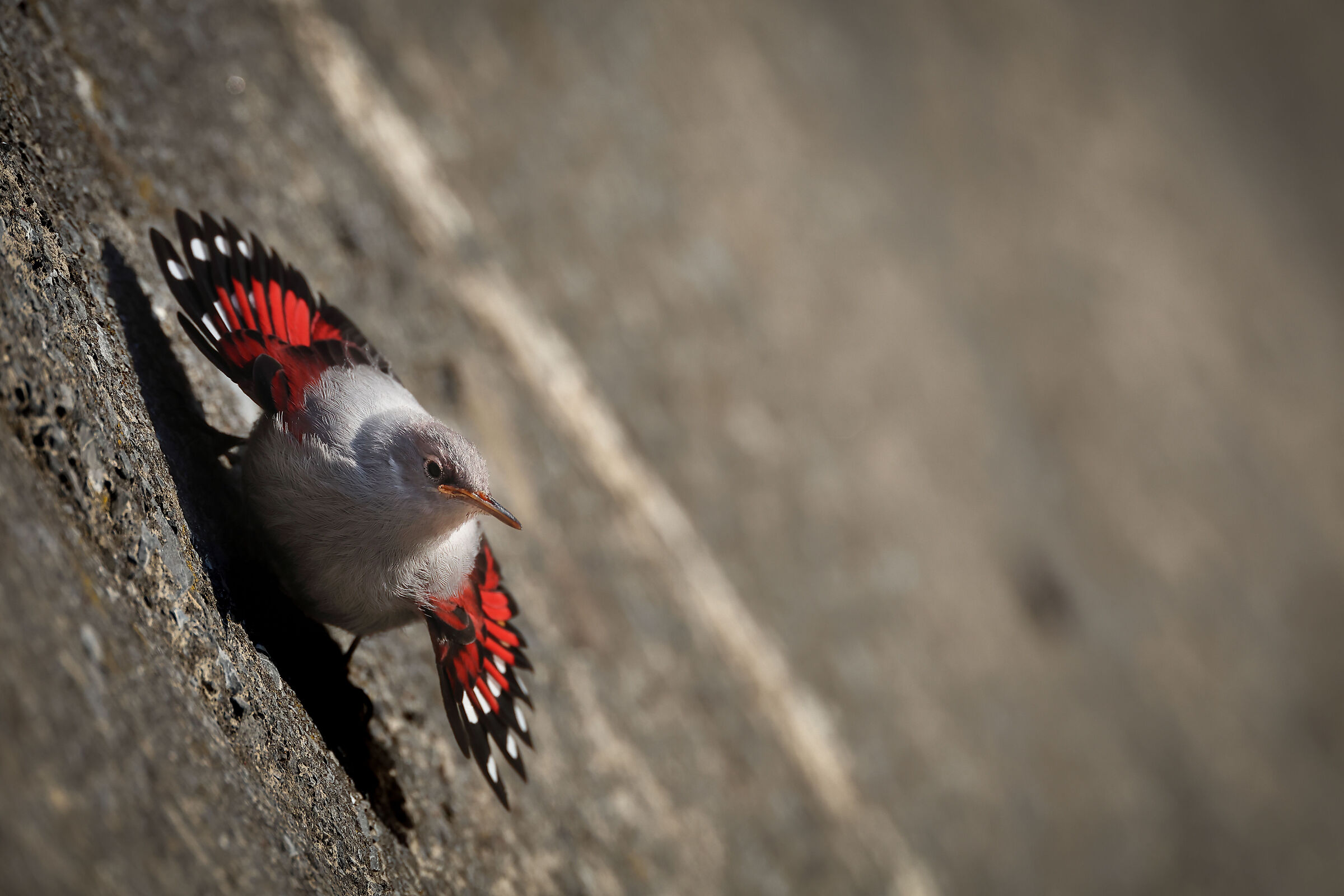 Young Wallcreeper