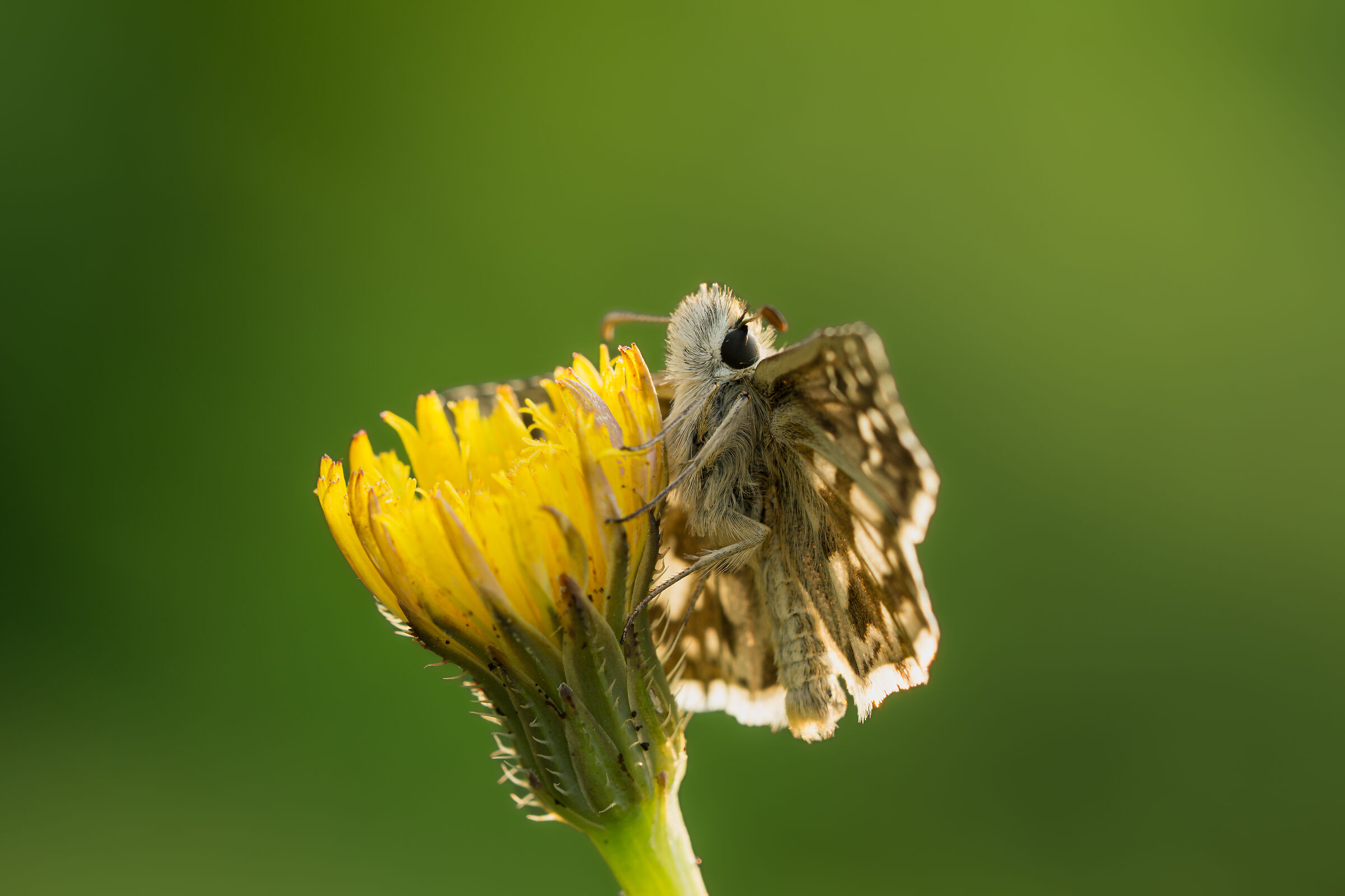 Pyrgus
