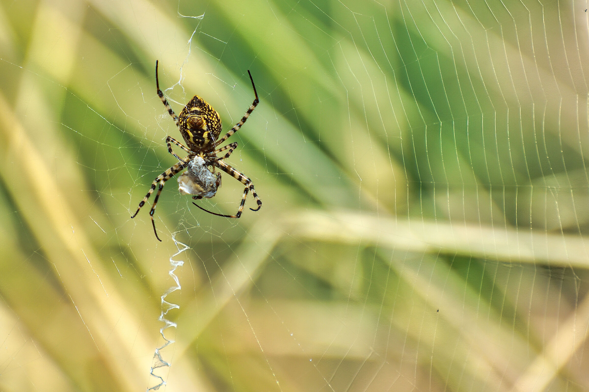 ARGIOPE (WASP SPIDER)