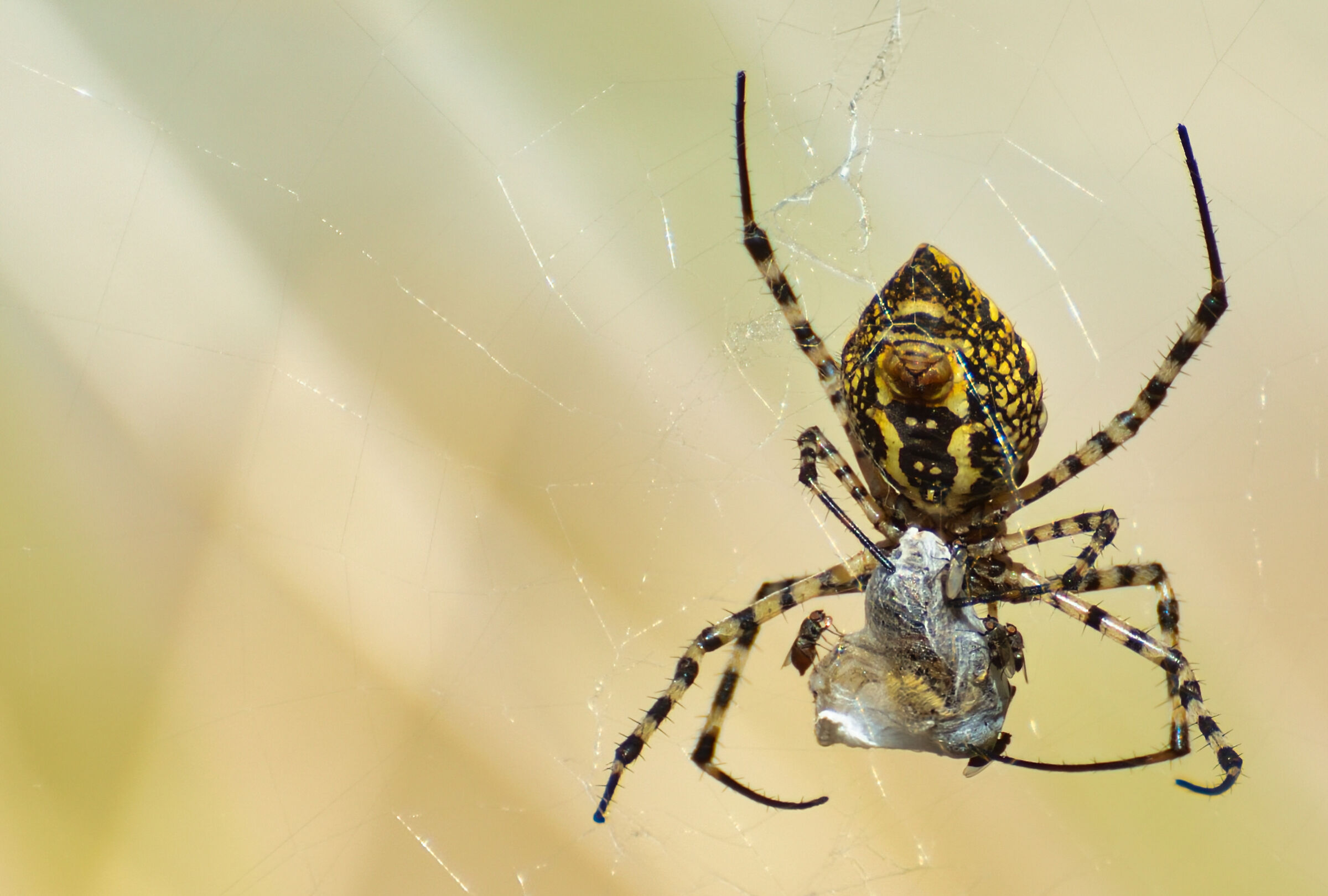 ARGIOPE (WASP SPIDER)
