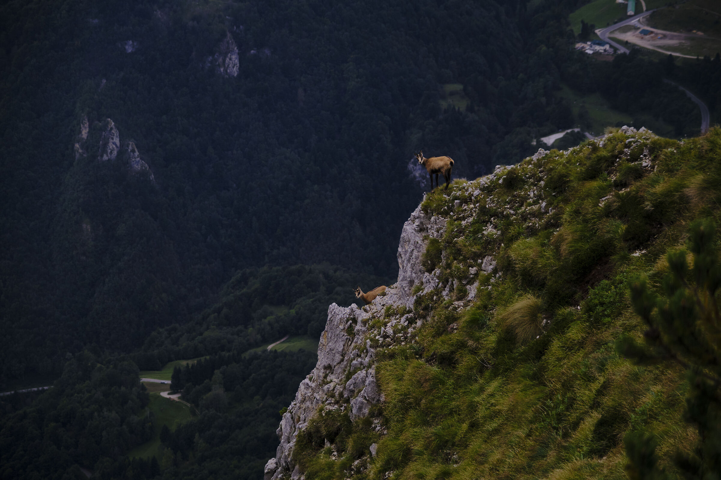 Alpine Chamois (Gams)