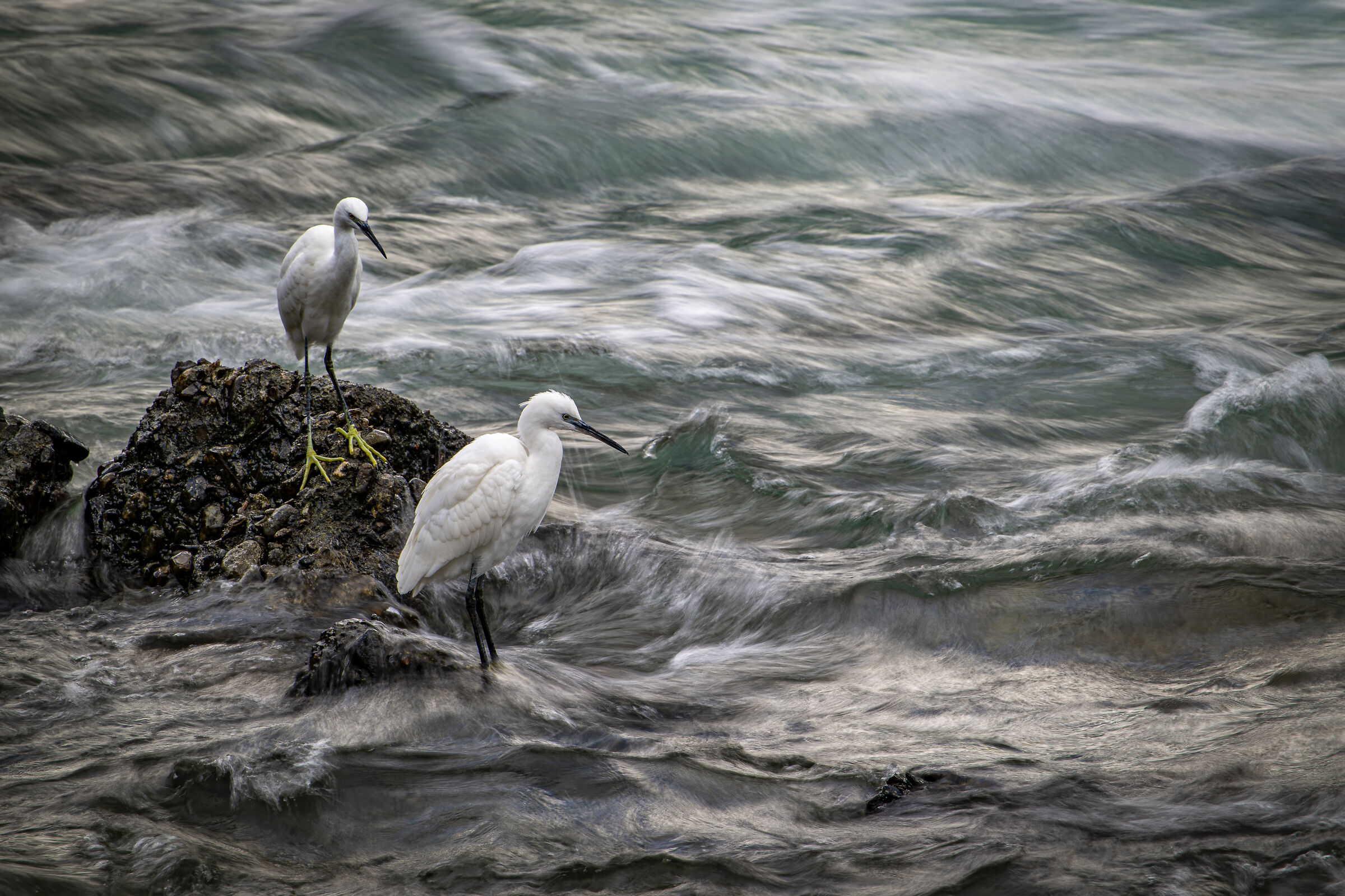 Egrets