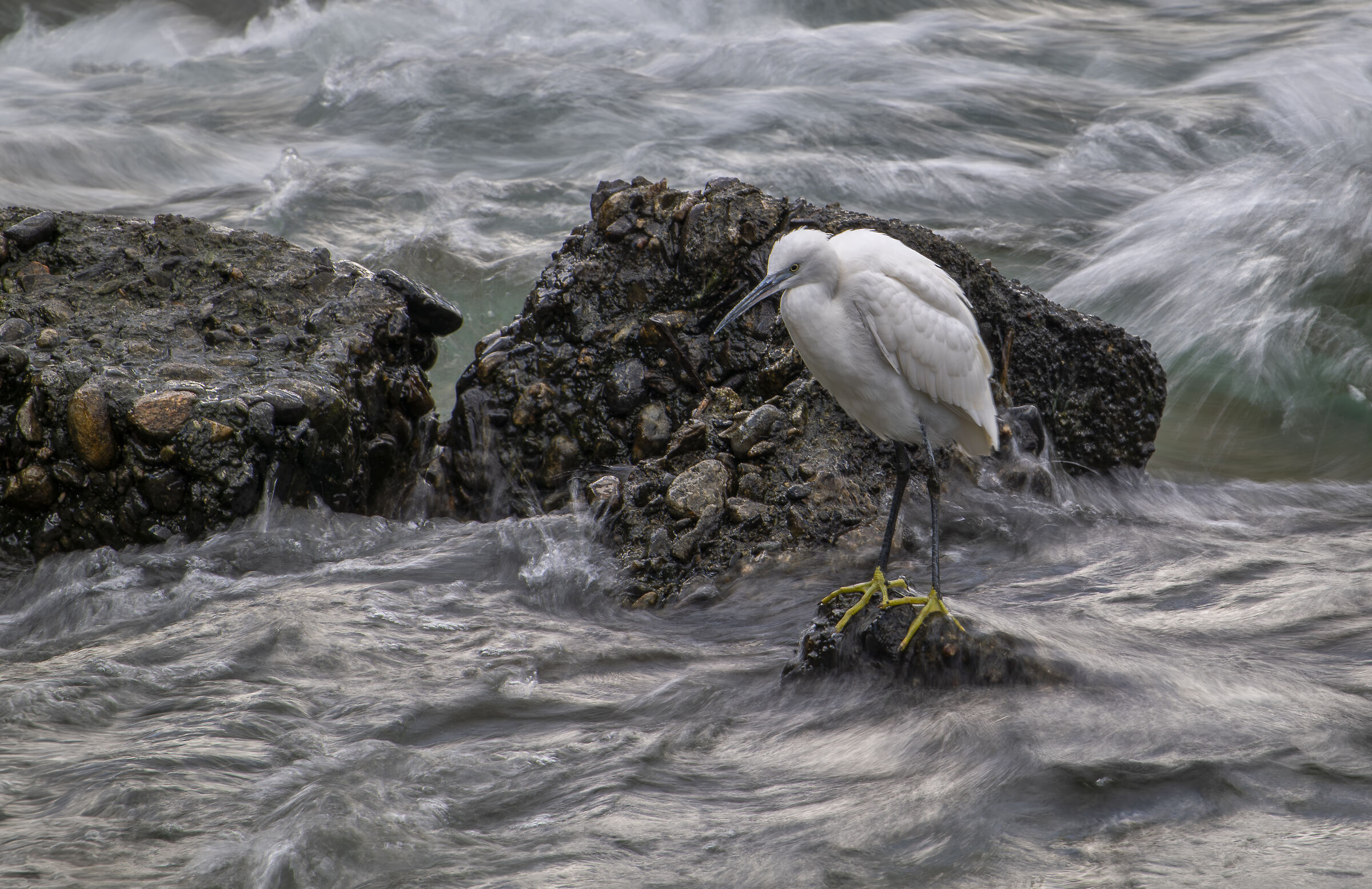 Egret