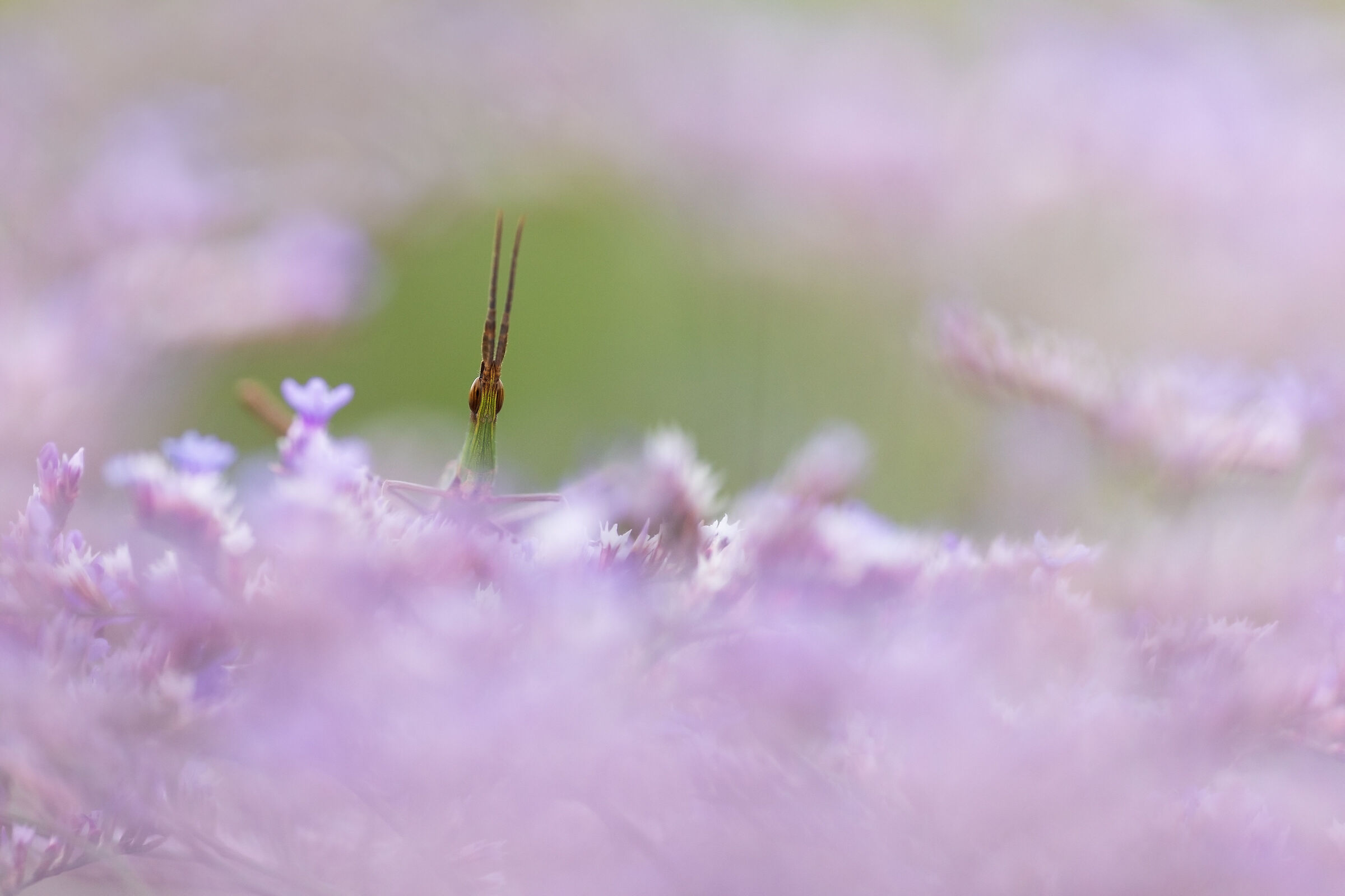 Hungarian acrida on common lavender