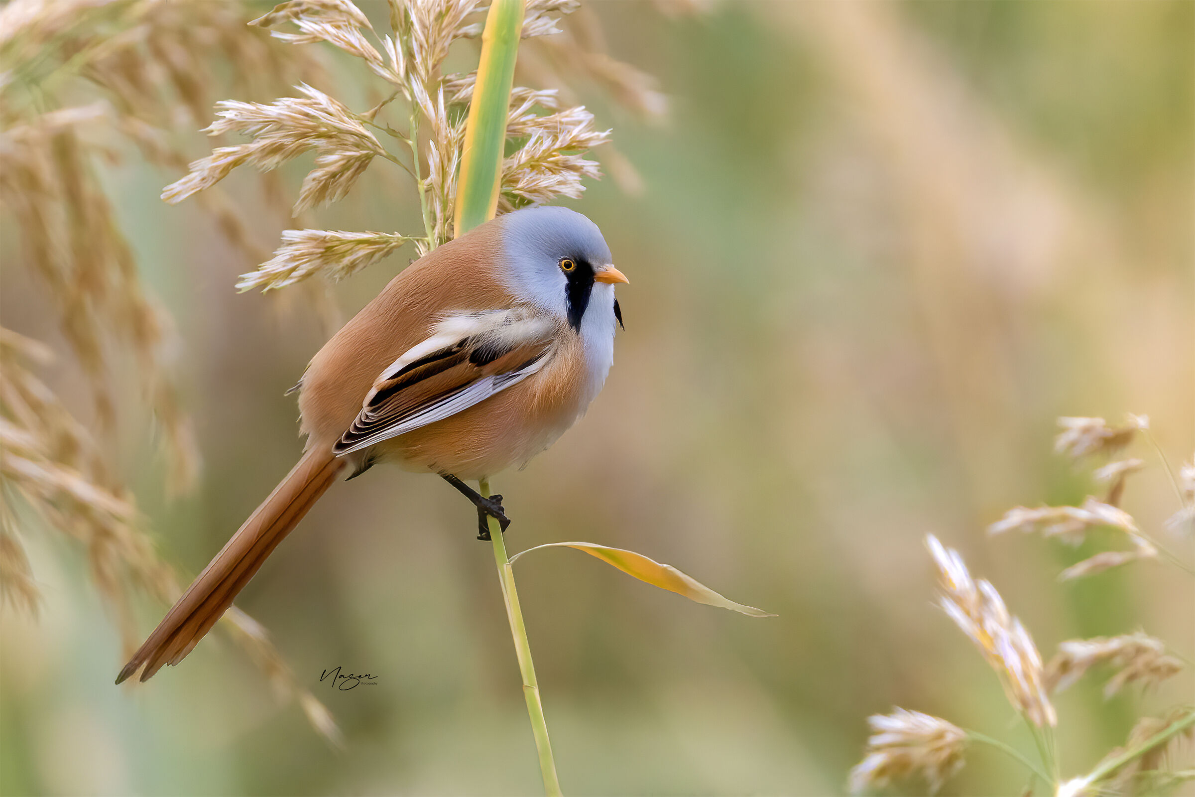 Bearded reedling
