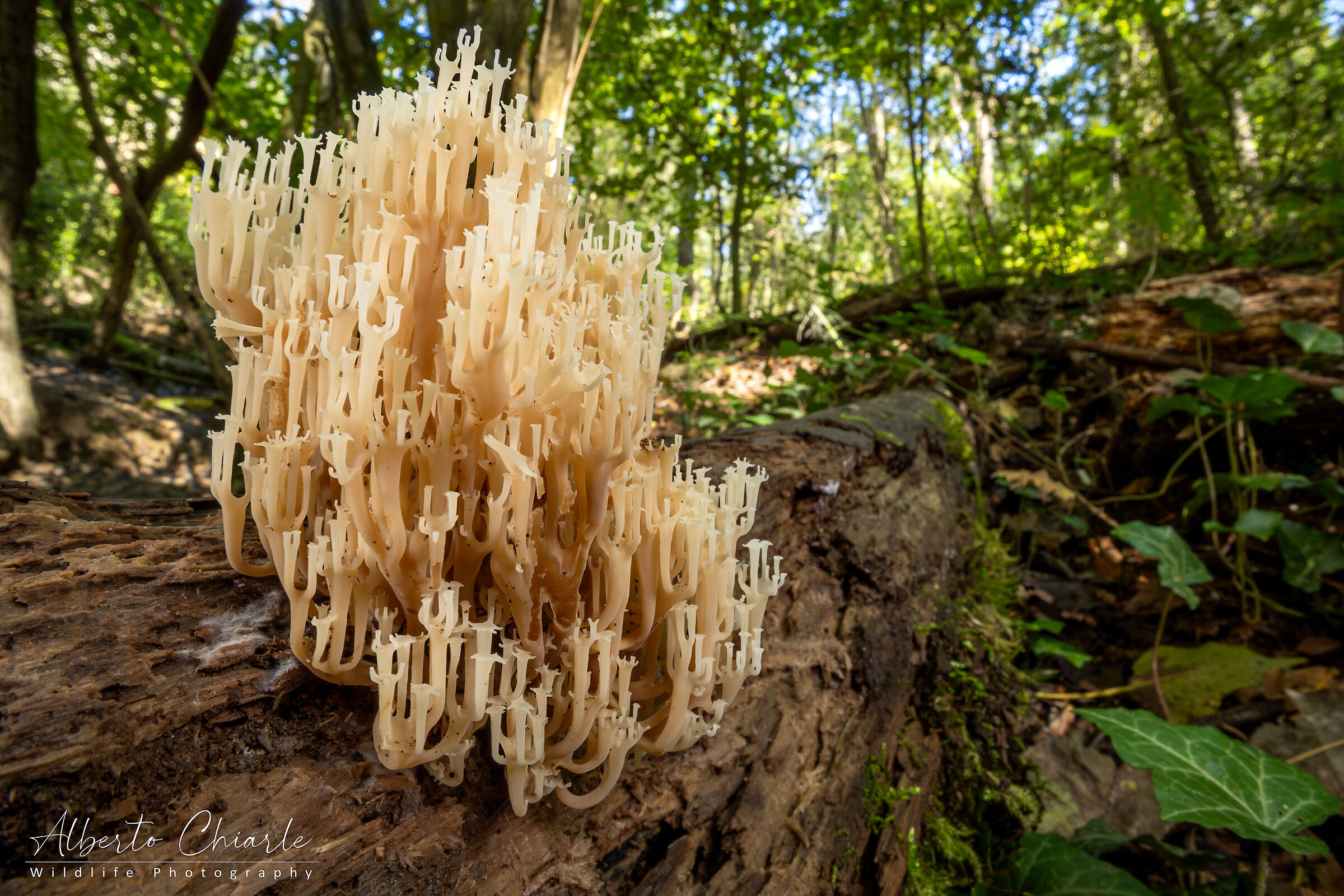 Ramaria
