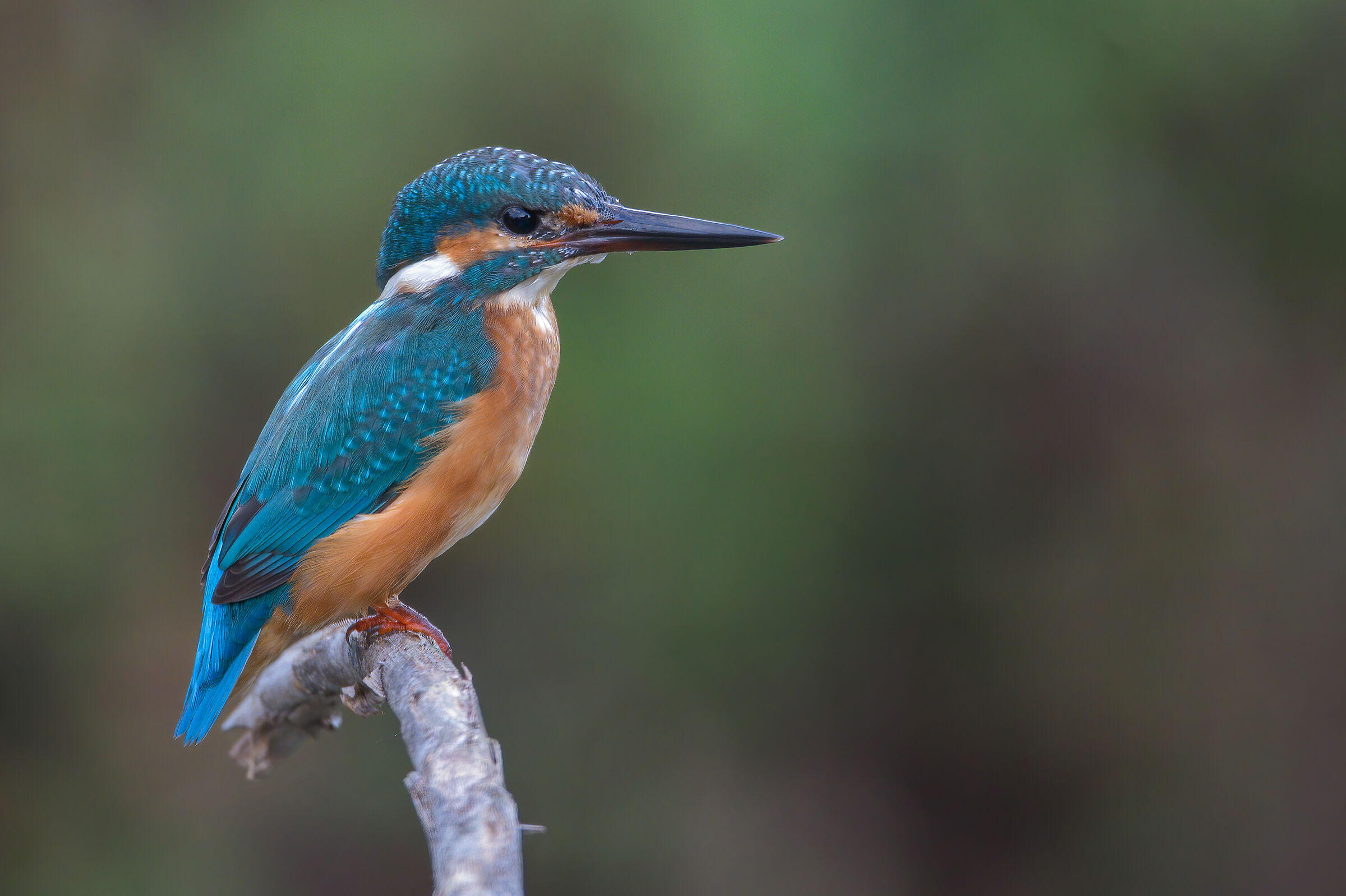 Martin pescatore (Alcedo atthis)