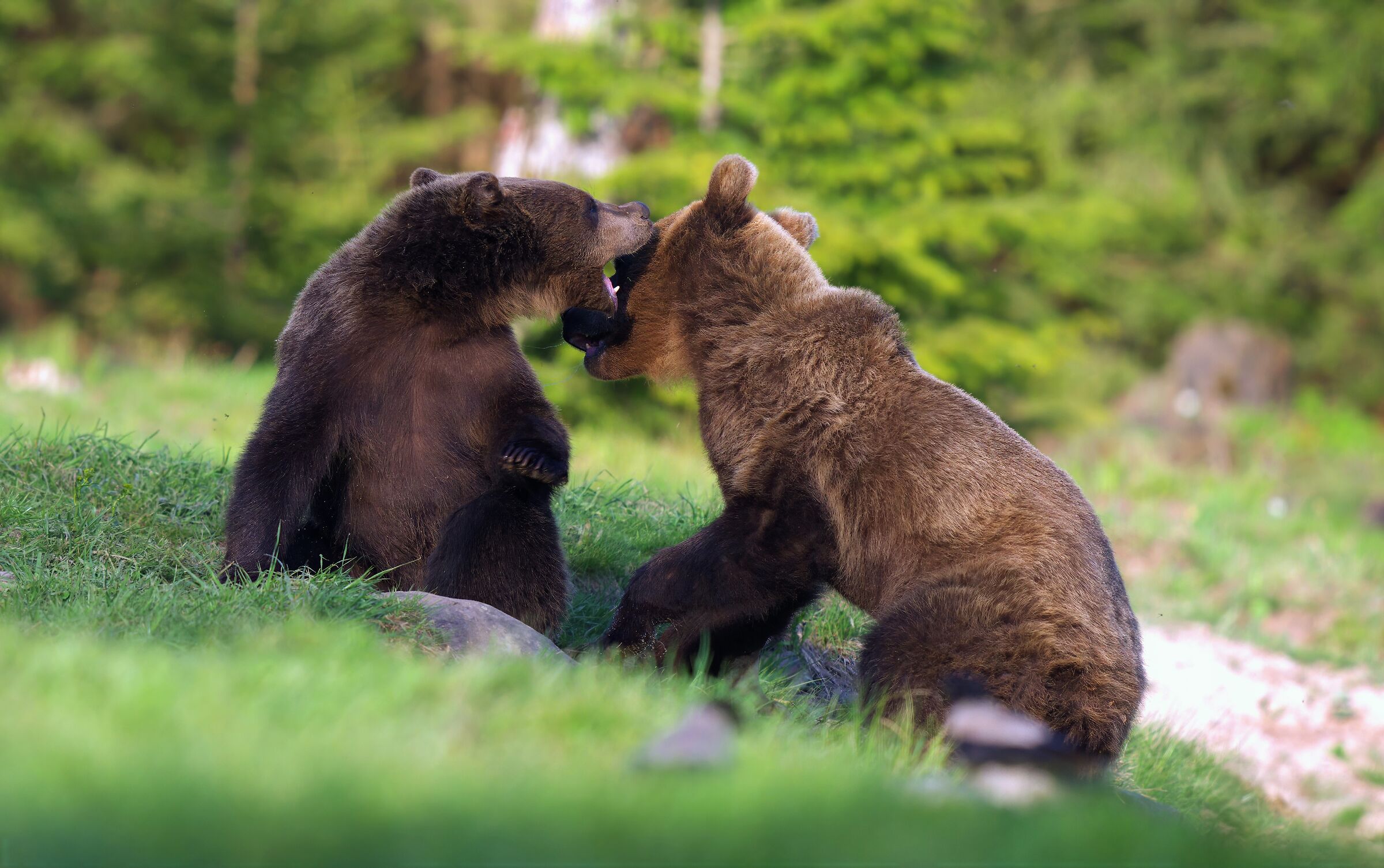 Playful bears