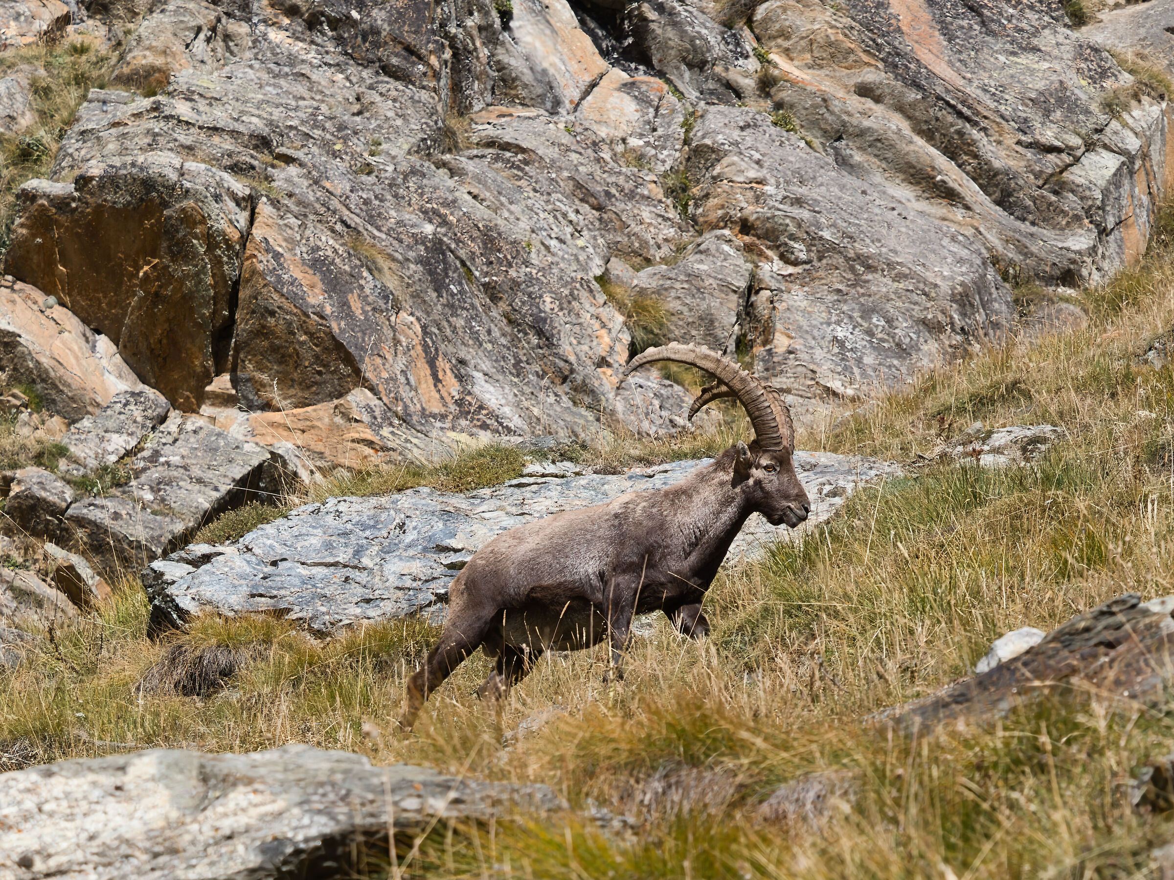 Stambecco in Valnontey