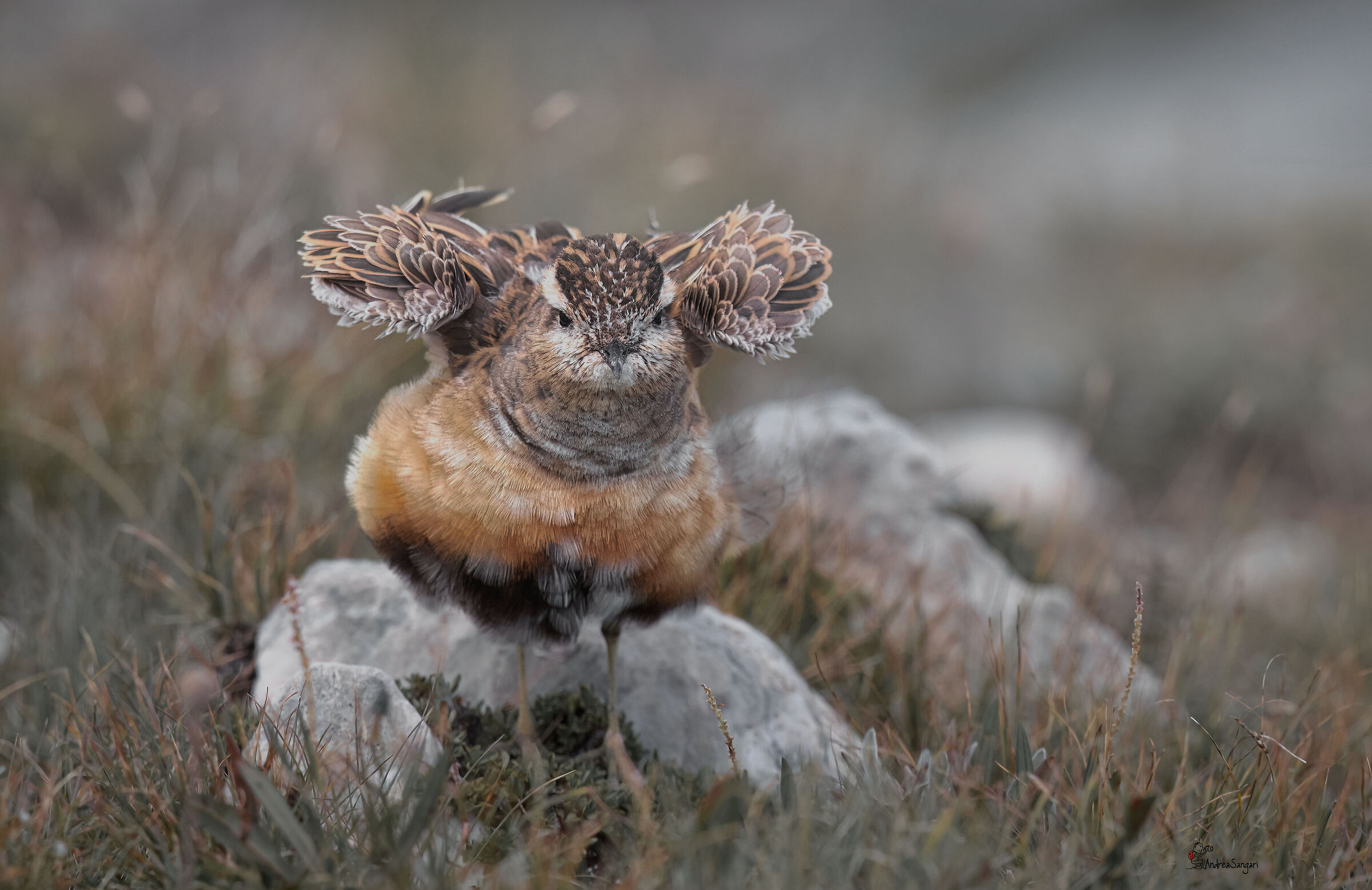 Ruffled plover