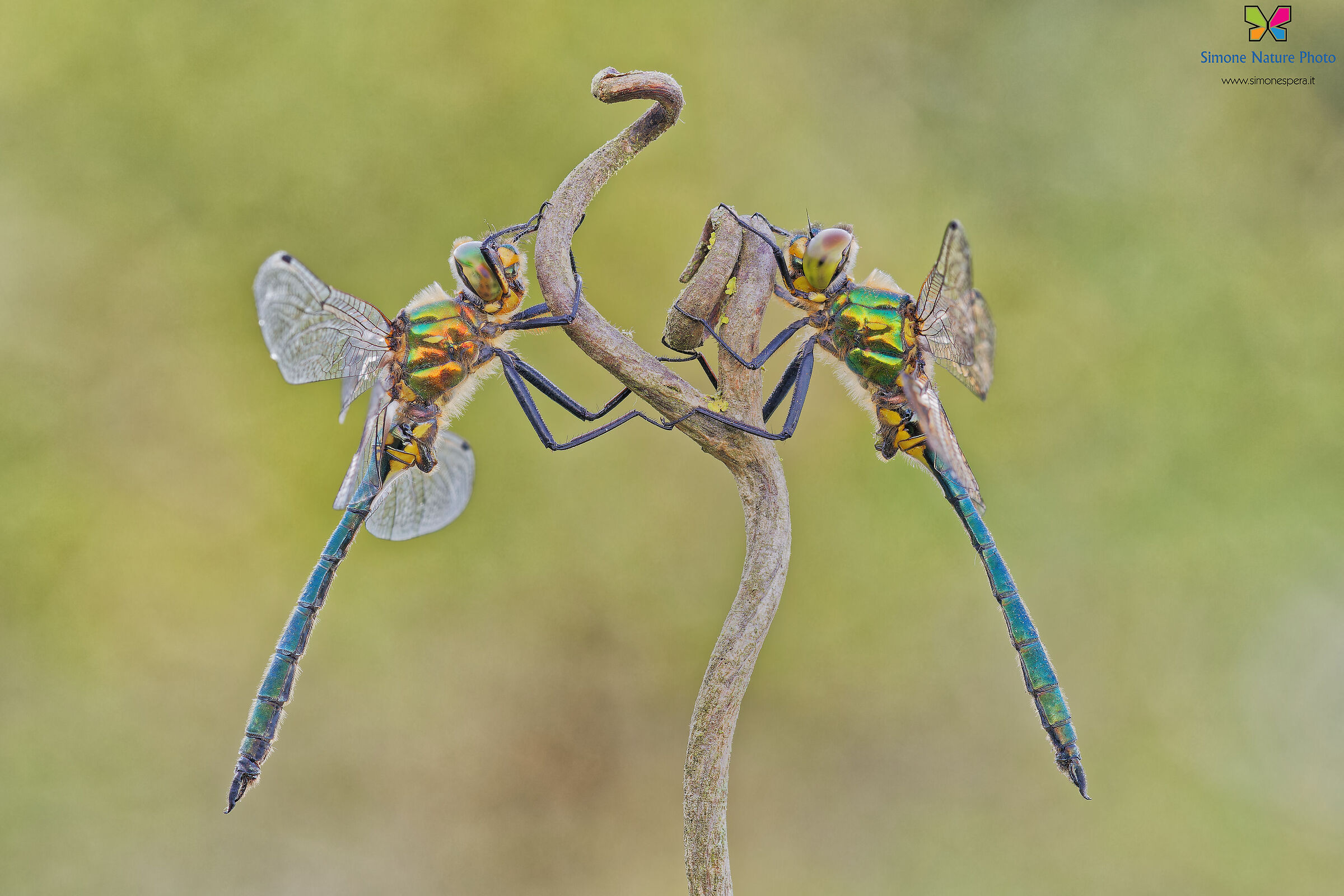 Somatochlora meridionalis ² ?