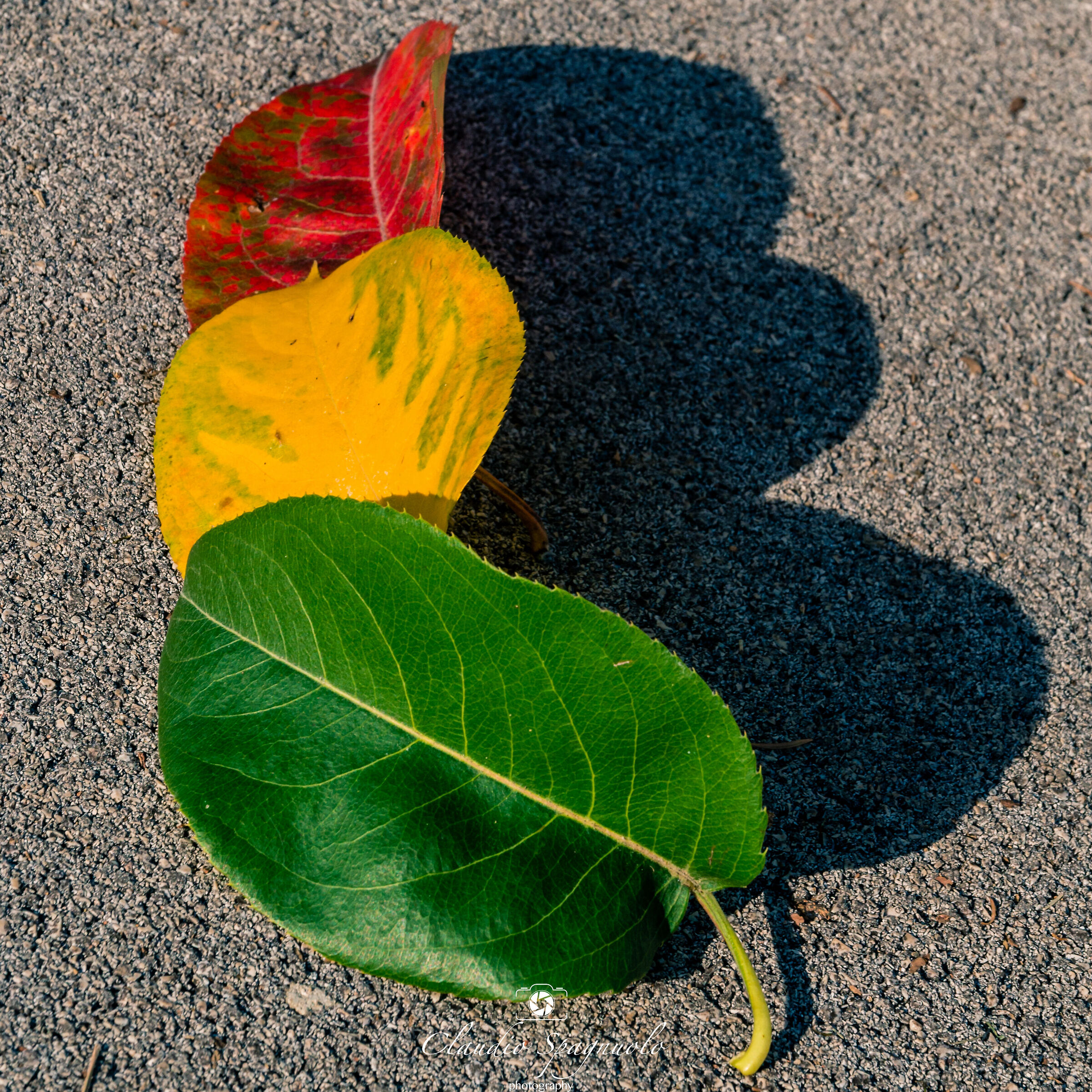 Autumn traffic light