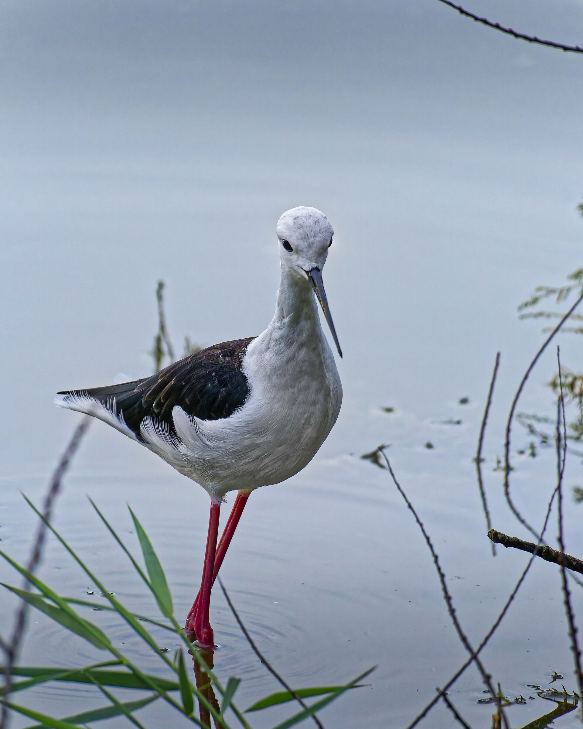 Black-winged Stilt