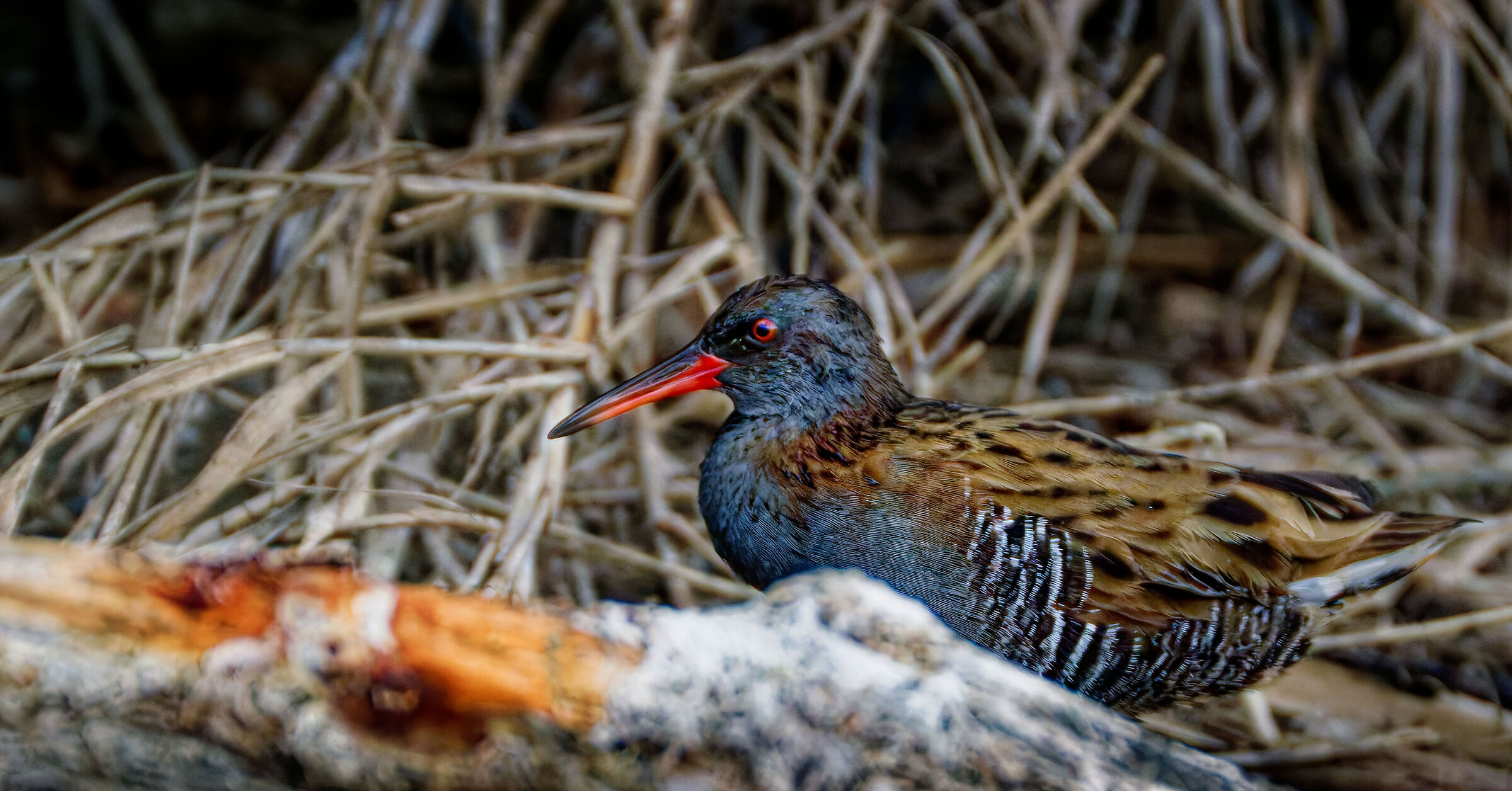 European Water Rail