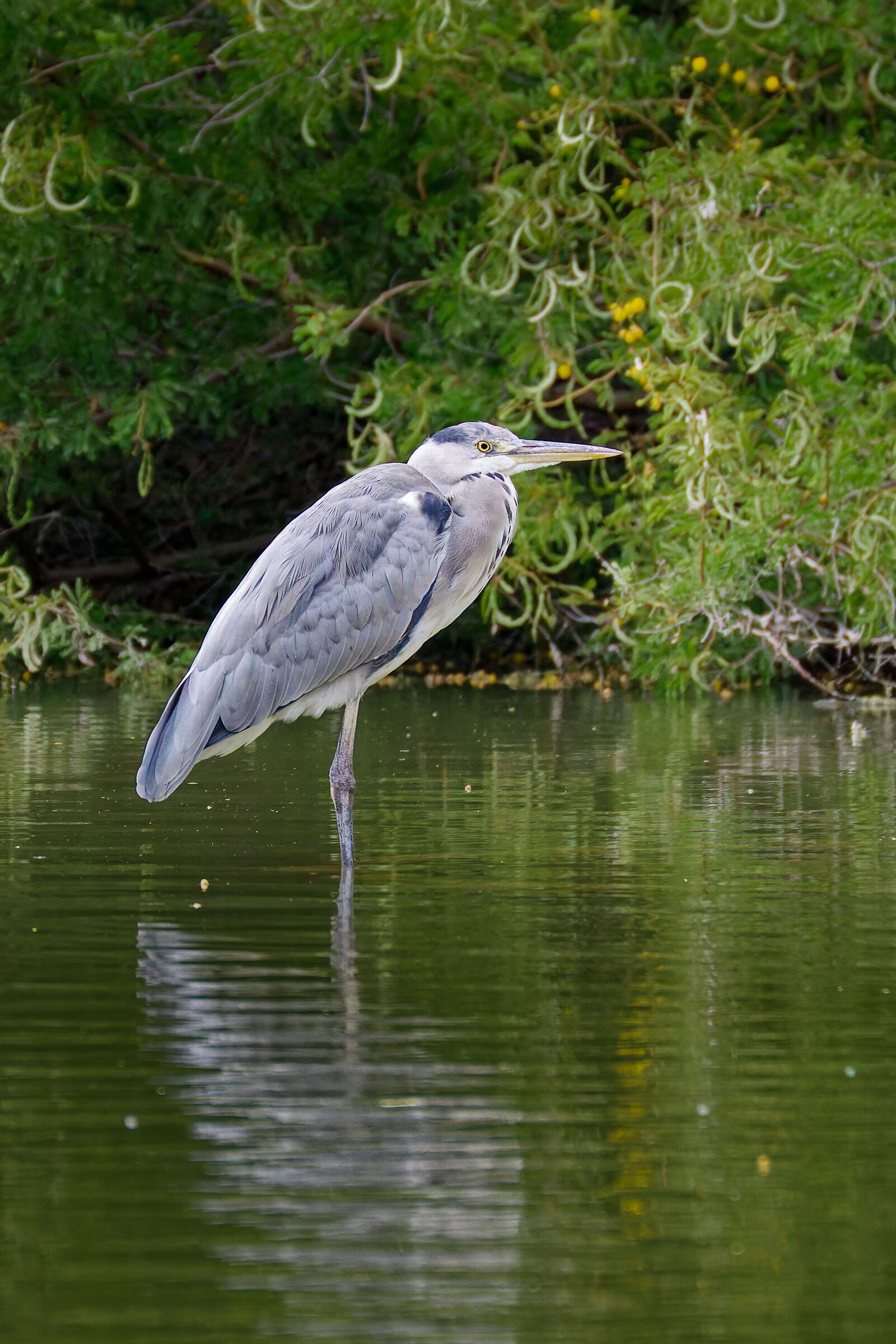 Ardea Cinerea