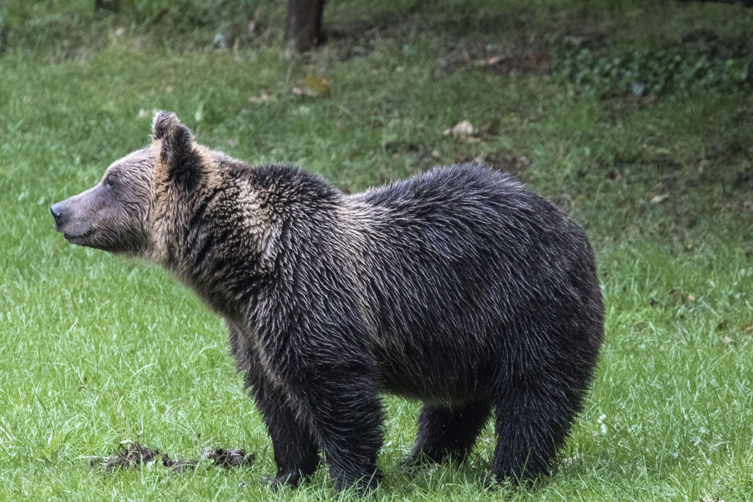 Marsican brown bear (Abruzzo National Park)