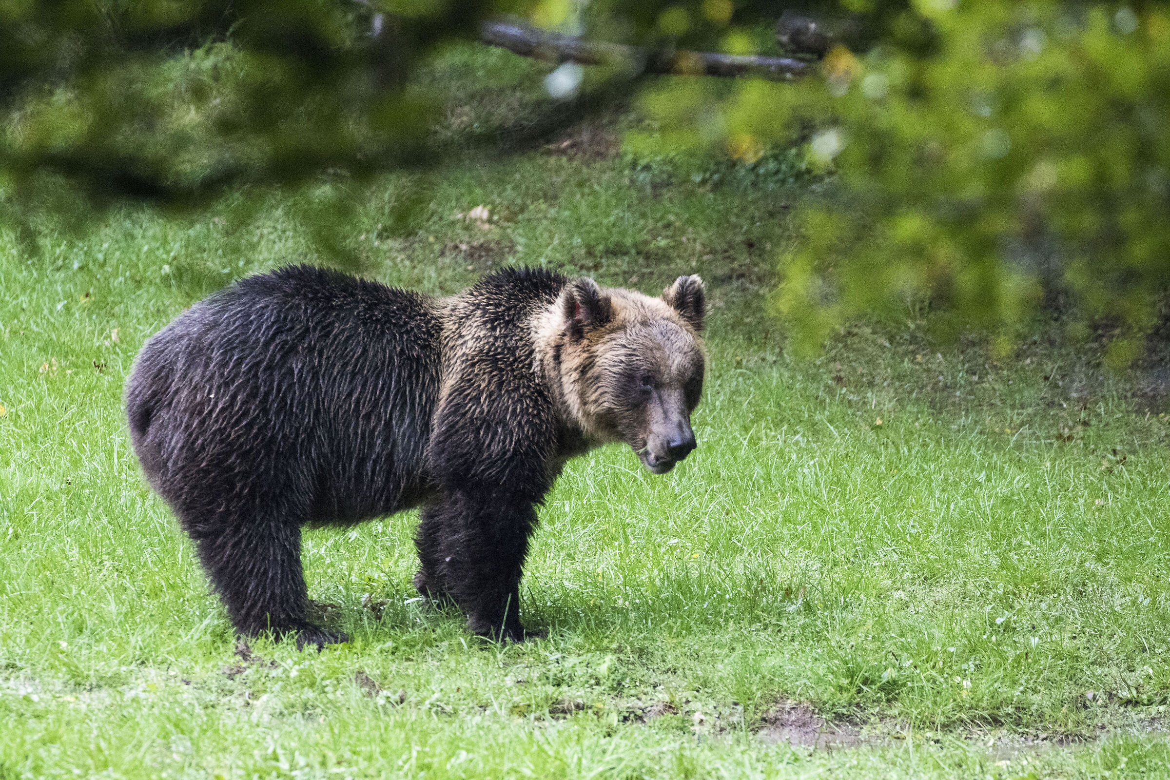 Marsican Brown Bear (Giacomina) Chance Encounter!!
