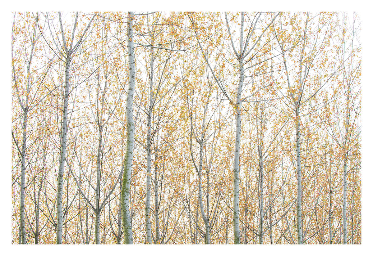 Estratti di primavera