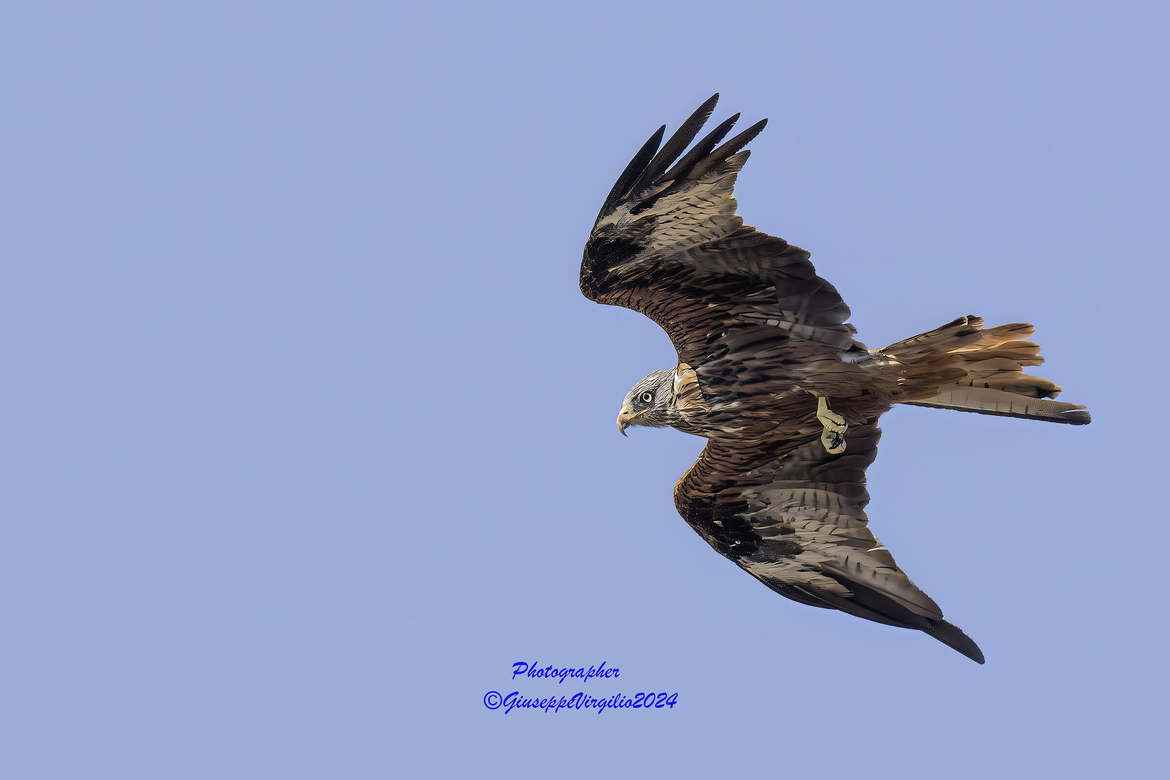Red Kite Sardinia (2024)