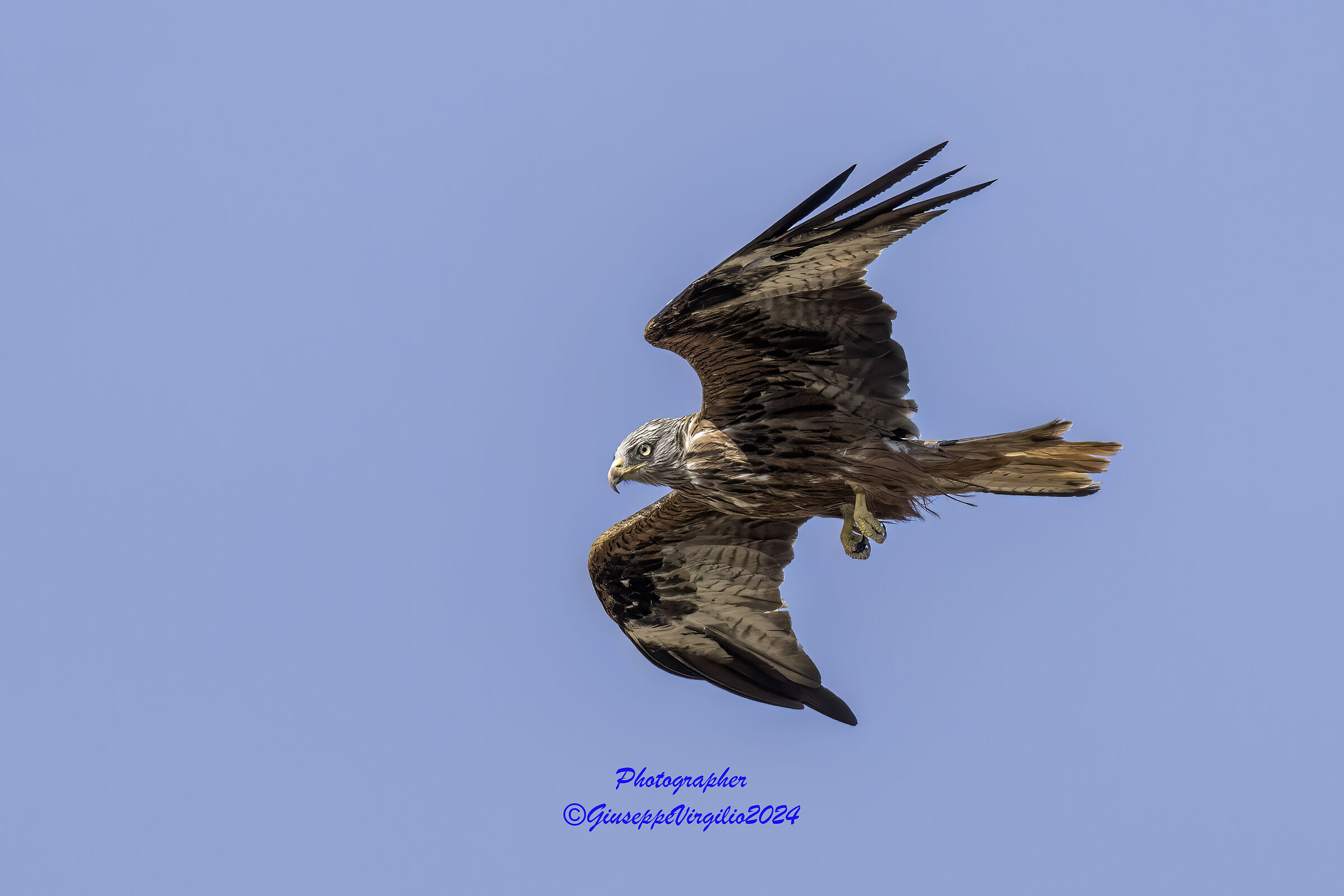 Red Kite (Sardinia 2024)