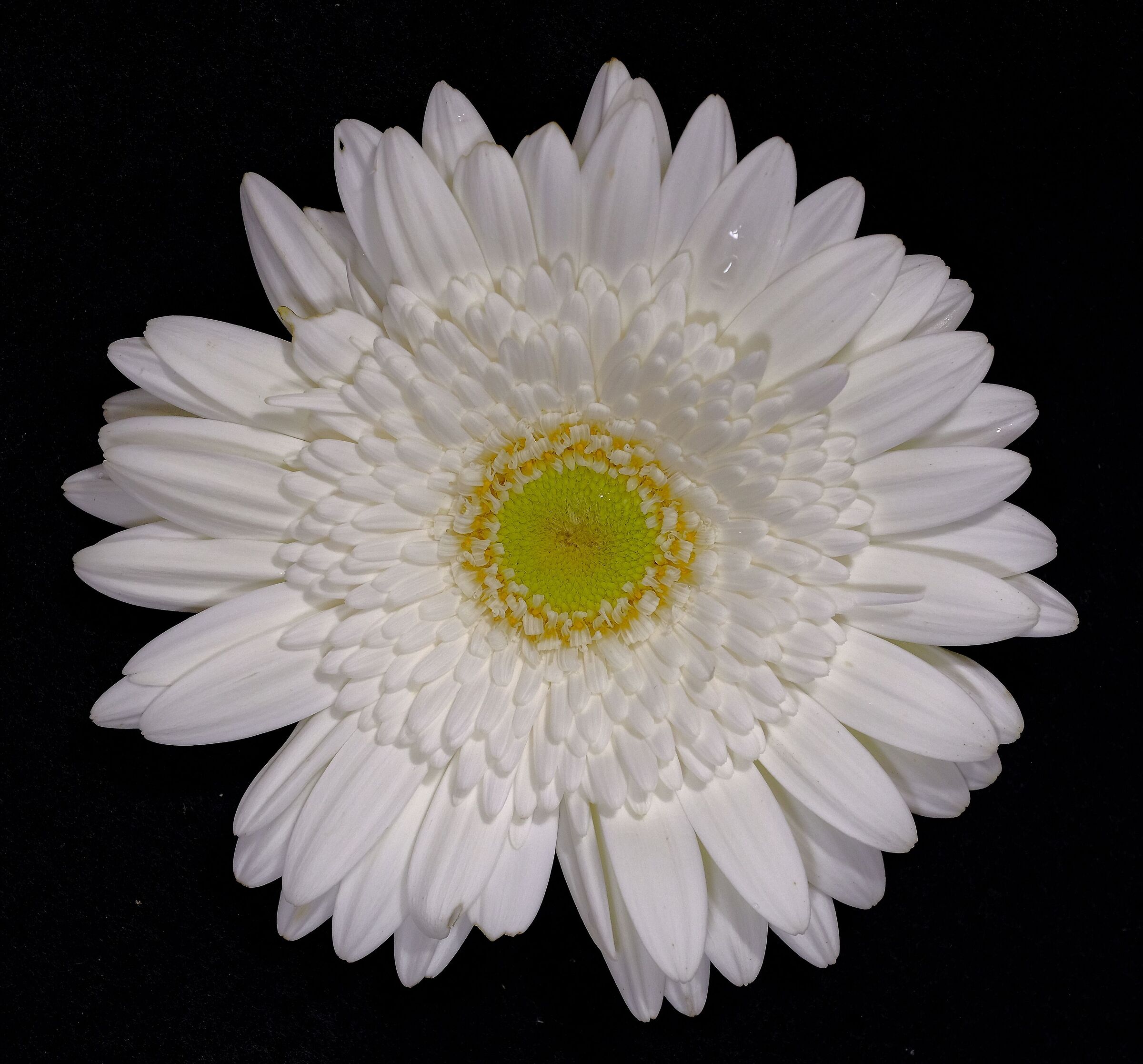 Gerbera innocente