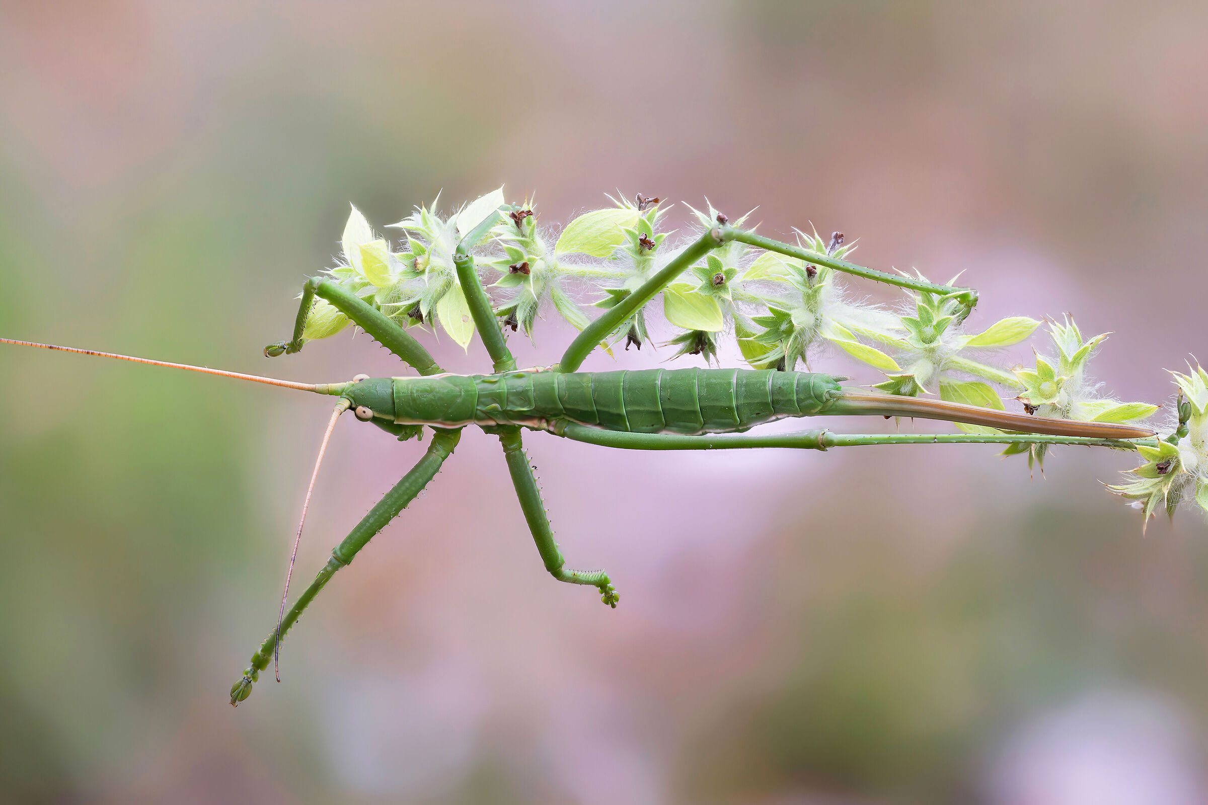 Pedo Saga (Notched Sorcerer)